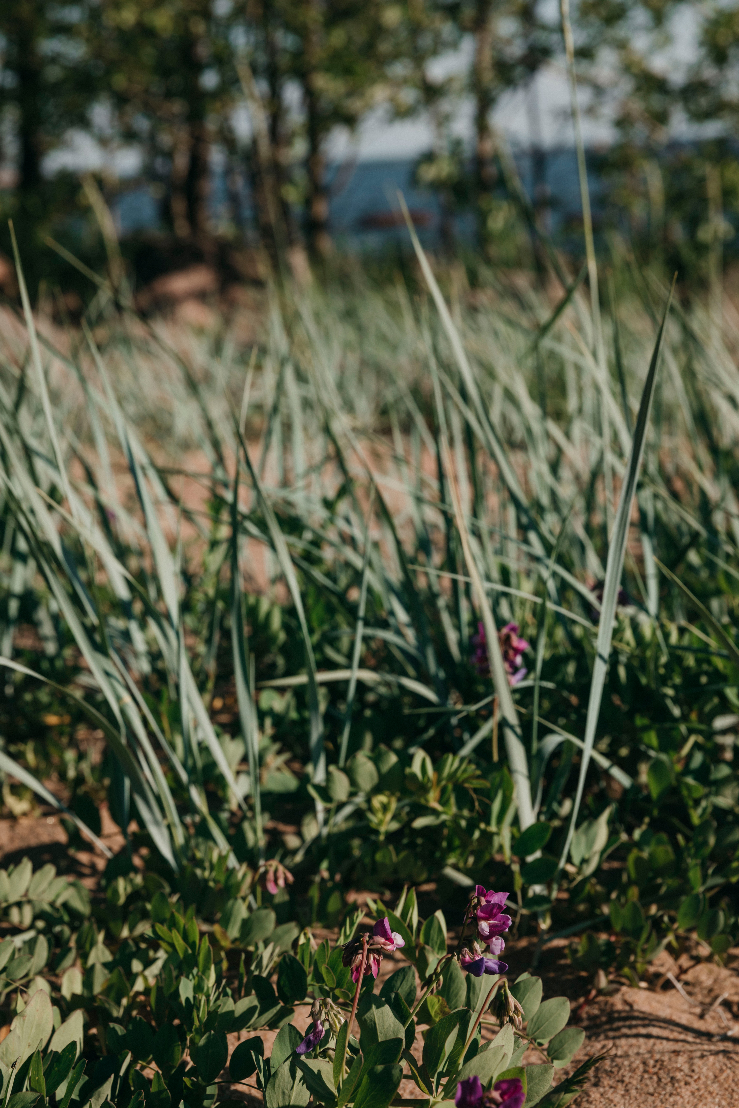 природа финского залива