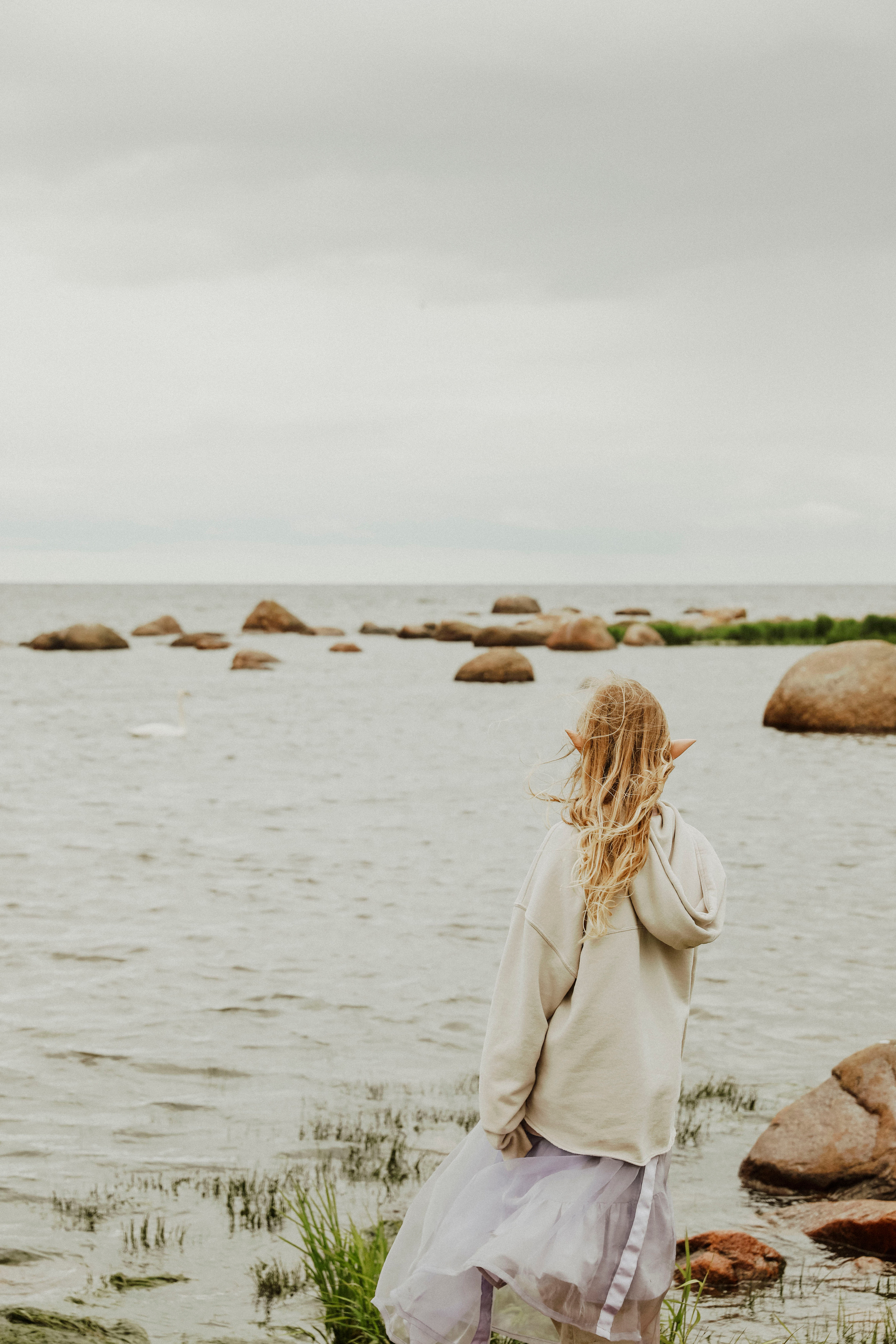 лебедь на Финском заливе