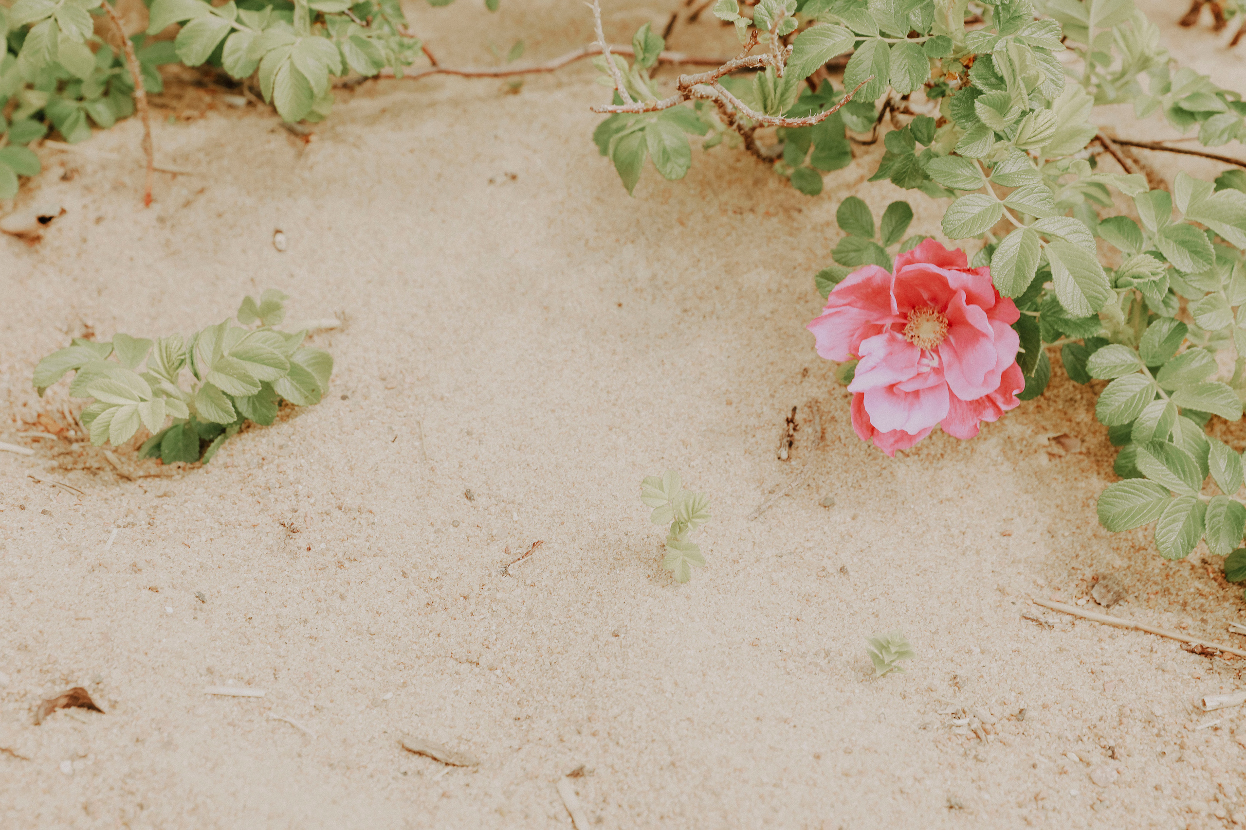 Прогулка по побережью Финского залива. Фотограф в Москве Шаганова Нина