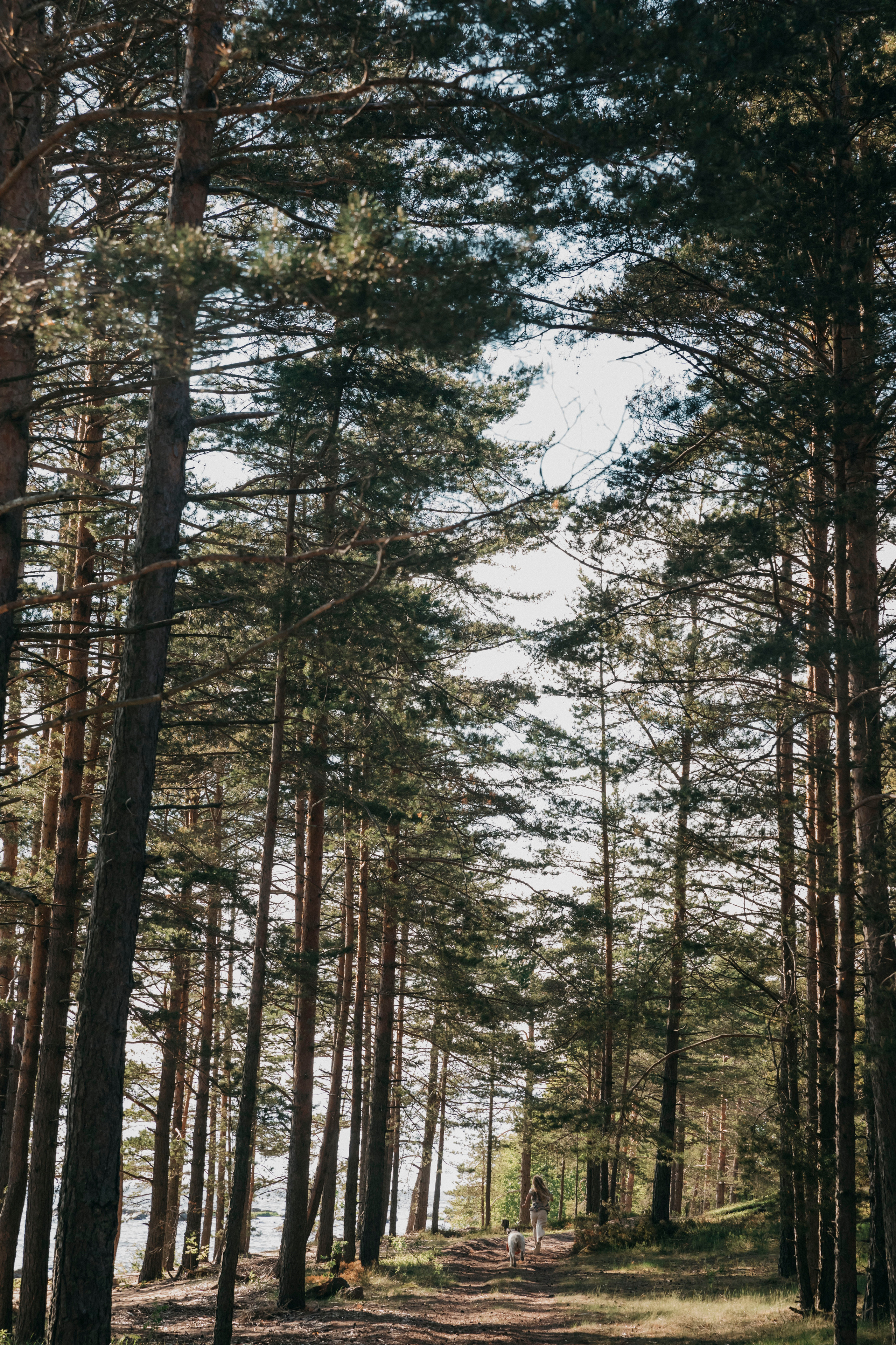 ребенок бежит по лесу со своей собакой лабродором