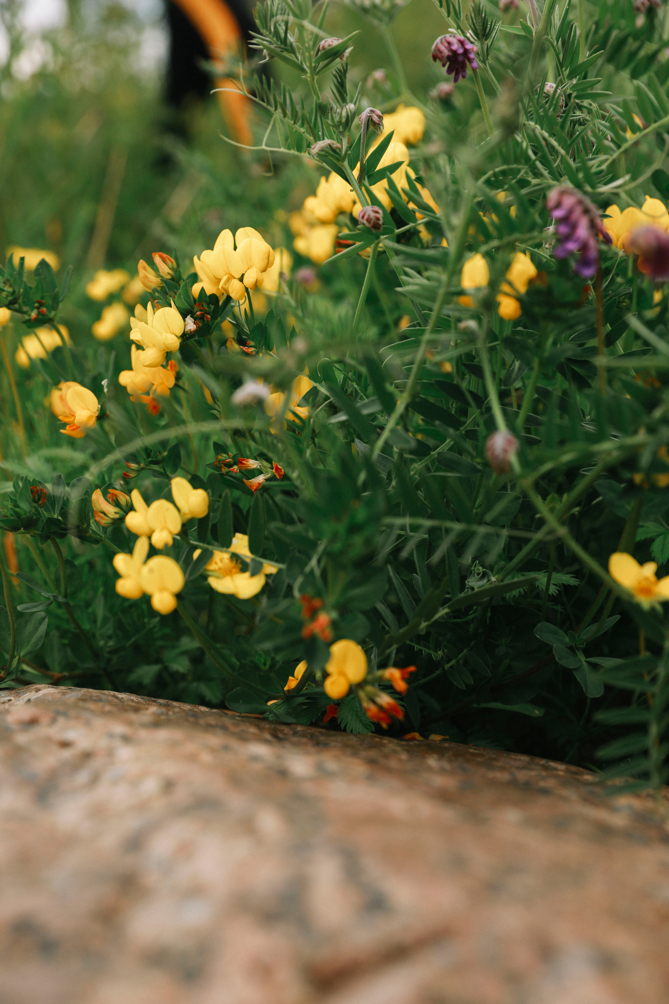 Прогулка по побережью Финского залива. Фотограф в Москве Шаганова Нина