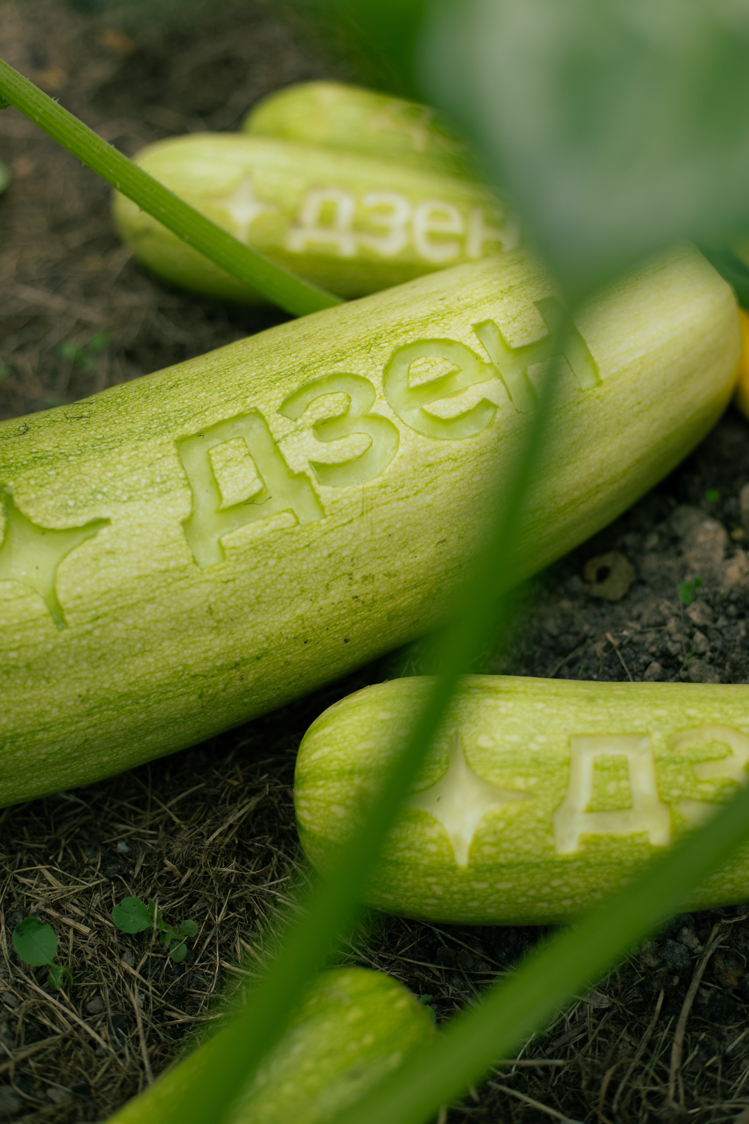 Яндекс Дзен. Предметный фотограф Москва Глухарёва Оля