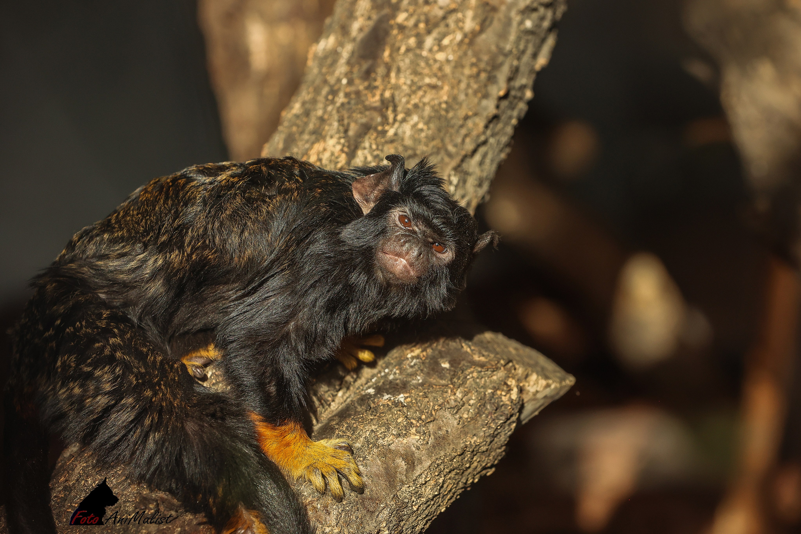 Зоопарк Малинки. Фотограф-АниМалист Анна Абрамова
