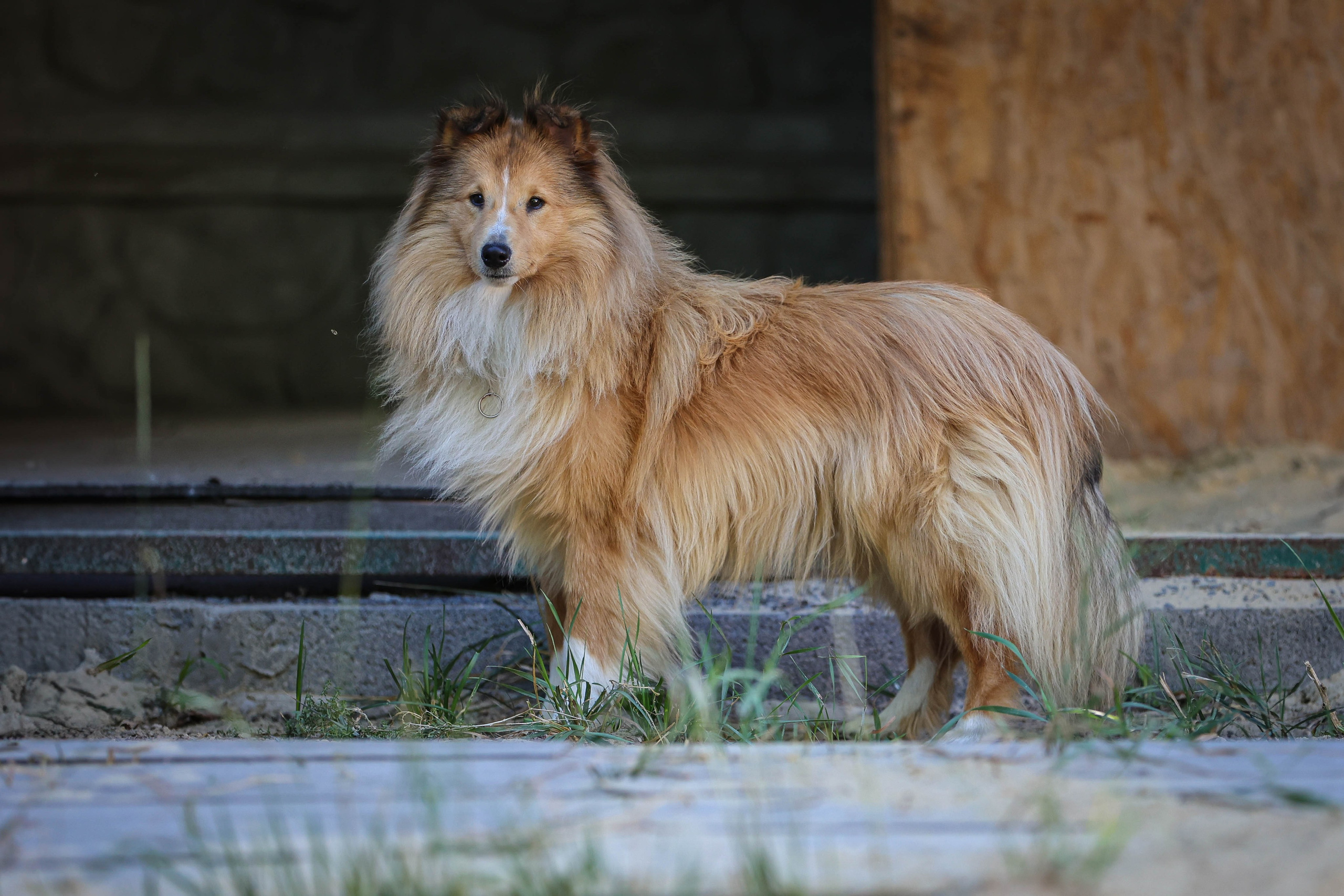 САРОЧКА В ЛЕСУ. Фотограф-АниМалист Анна Абрамова