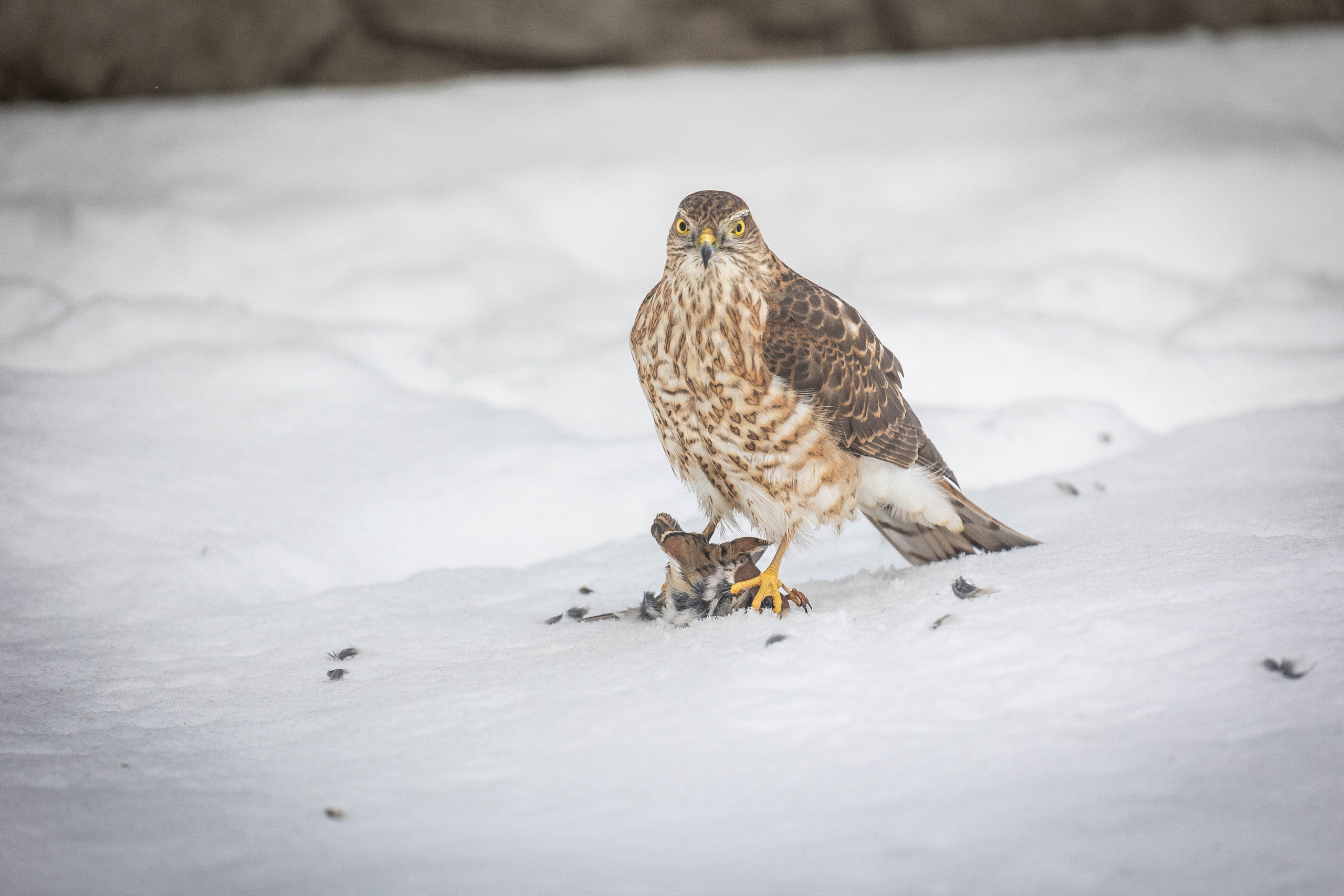 Дикий животный мир. Фотограф-АниМалист Анна Абрамова