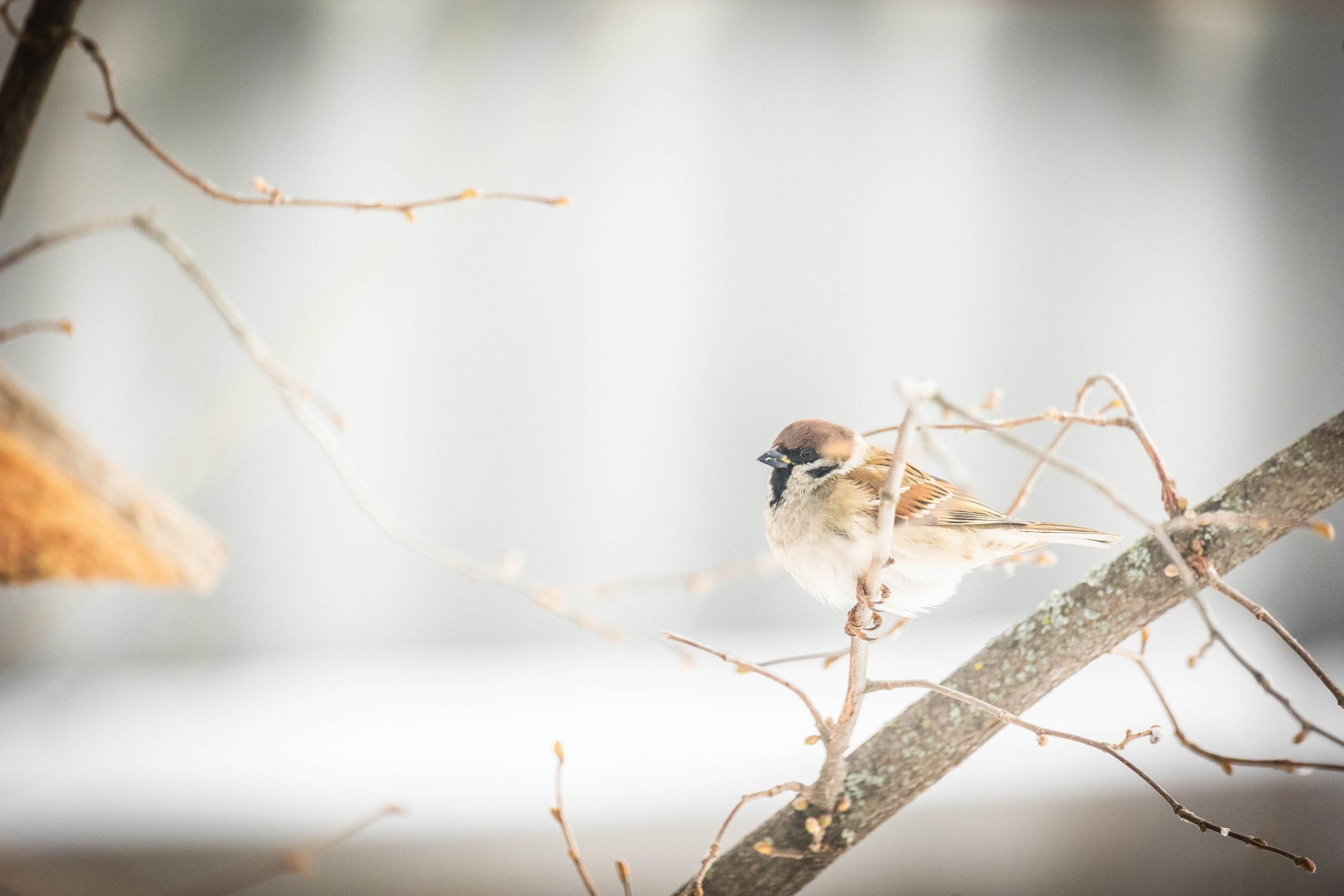 Дикий животный мир. Фотограф-АниМалист Анна Абрамова