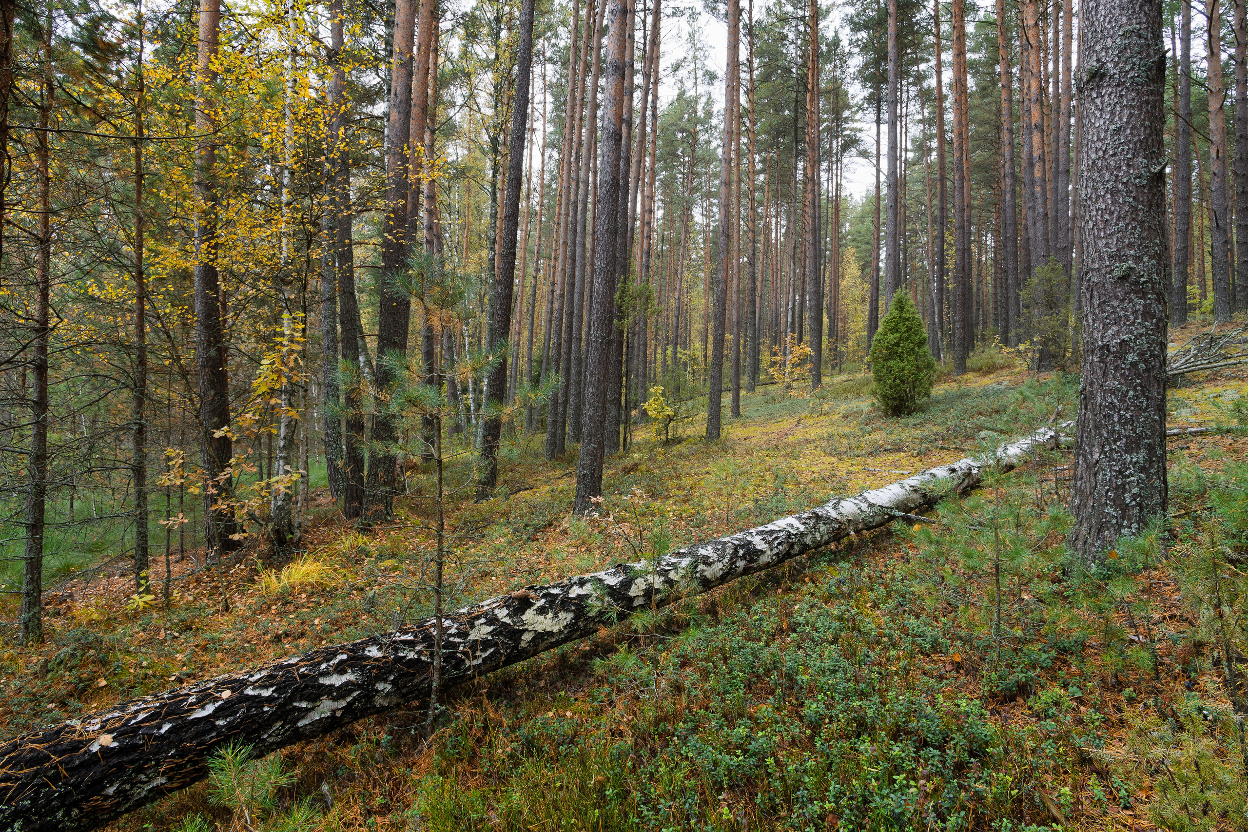 Голубые озера, Псковская область. Октябрь 2024. Фотограф Никифоров-Гордеев Сергей. Москва и МО