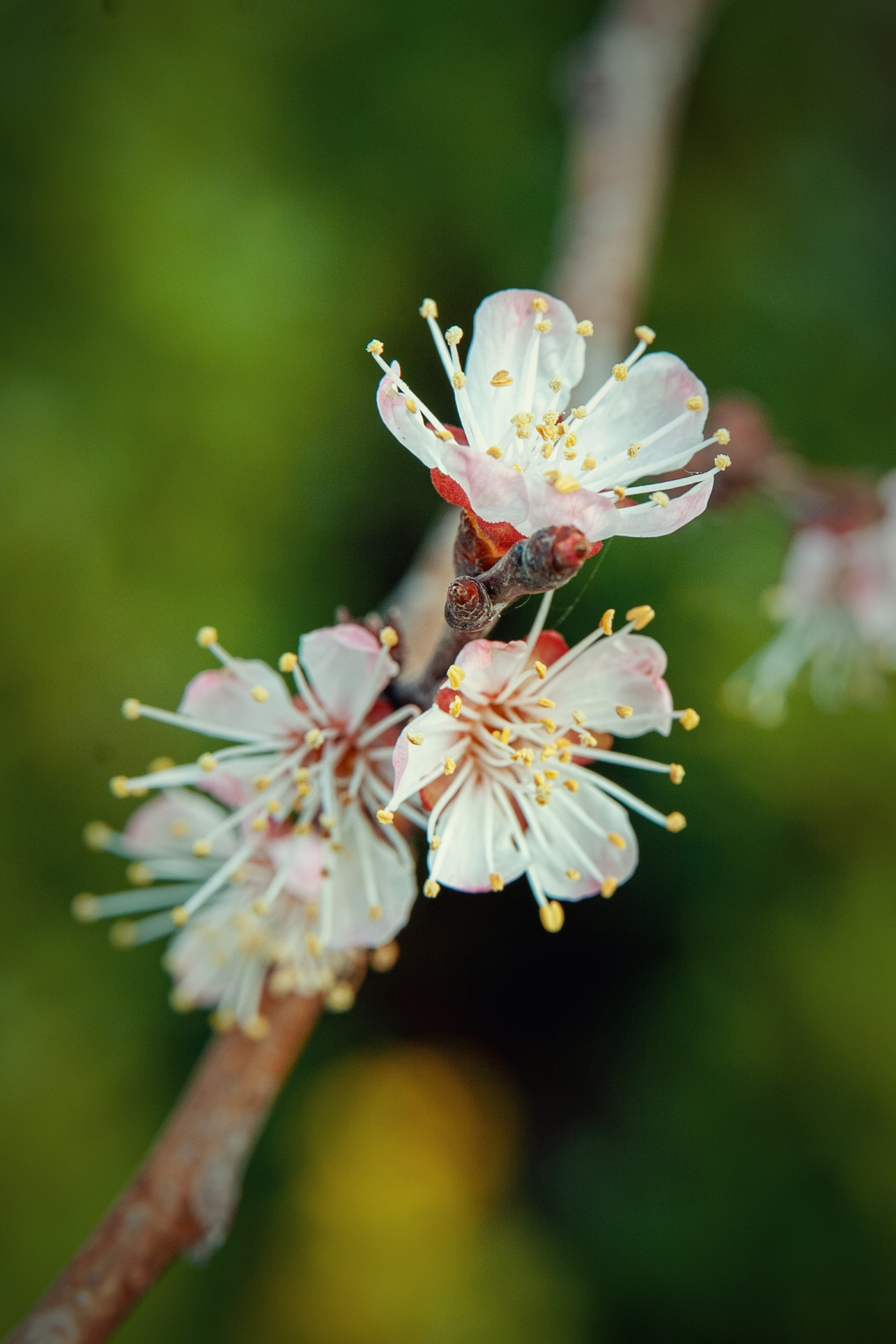 Весна. FotoGraf