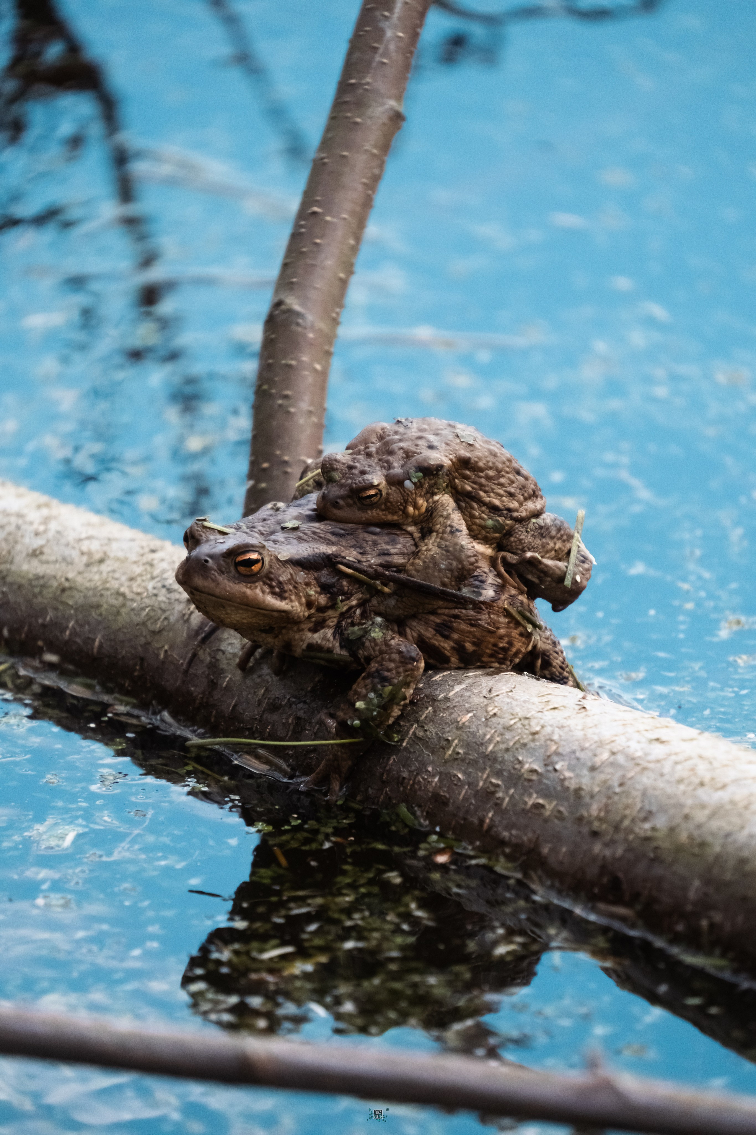 Koenigsberg. M. Neizvestniy — уличная и спортивная фотография