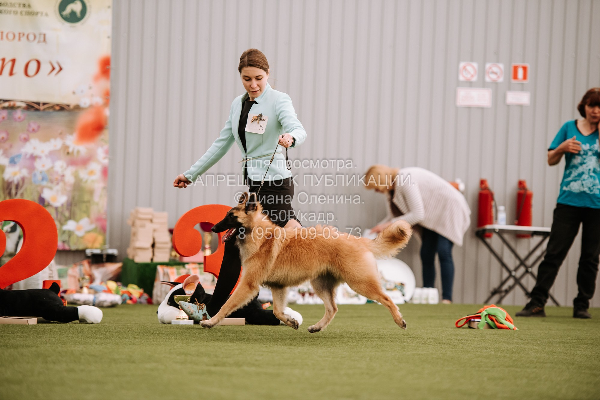 Выставка собак Красноярск 2.06. Фотограф Диана Оленина Красноярск / Братск