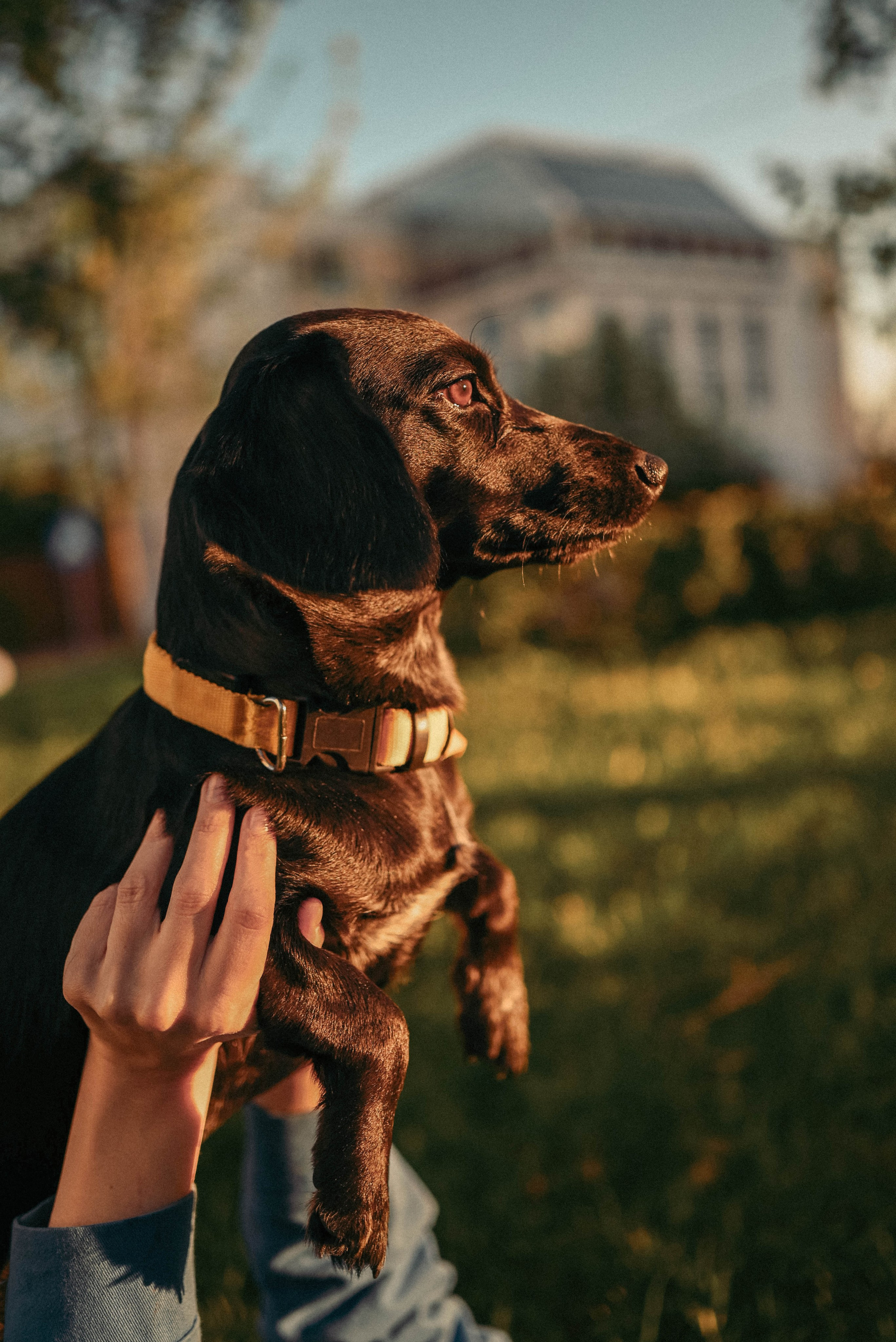 Прогулка с пушистым другом. Семейный фотограф в Москве Люберцах Ирина Вронская