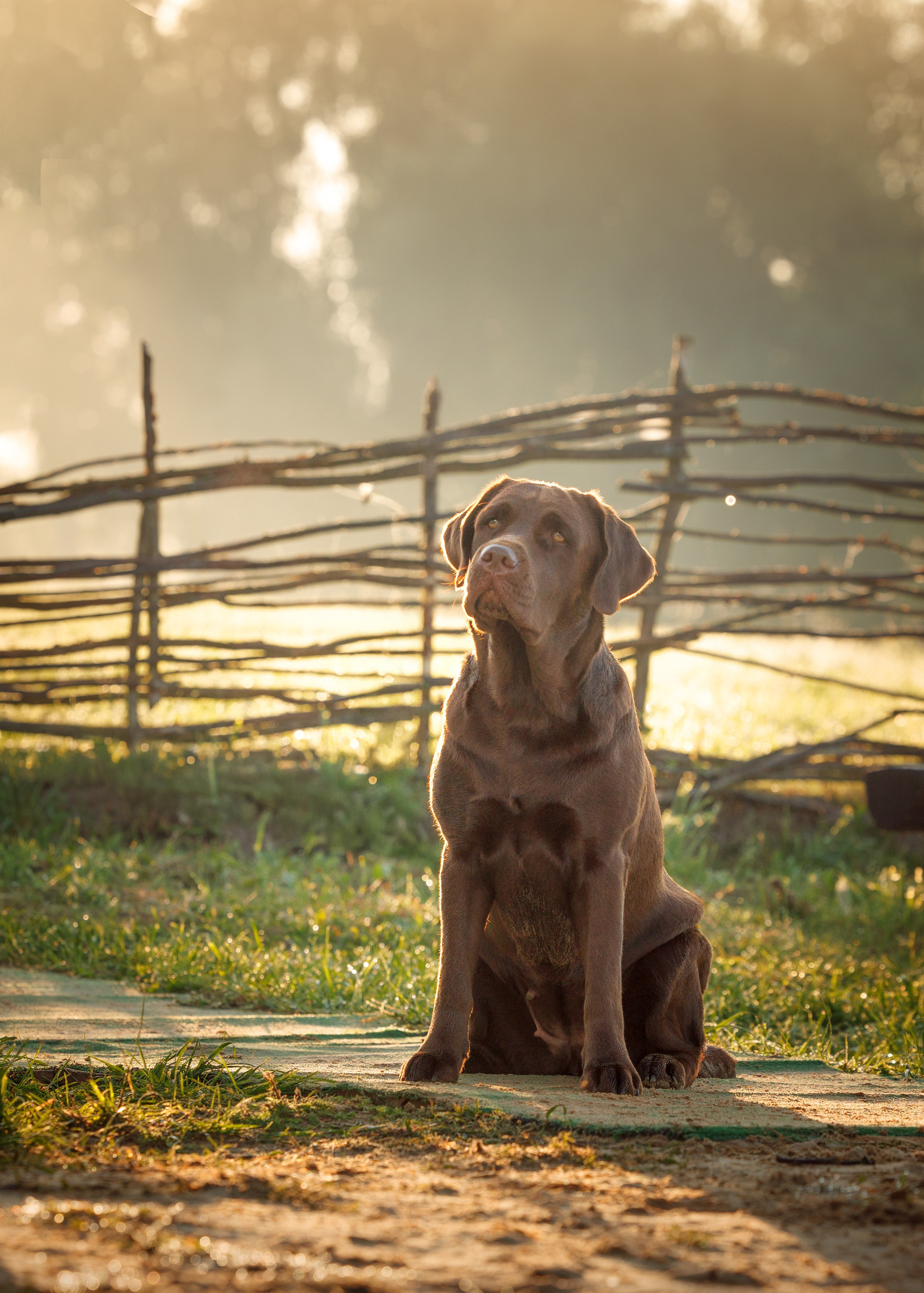 Портфолио: Фотосъёмка собак в Москве и области — авторские образы. Фотограф-анималист и бренд-фотограф в Москве | Фотография собак, людей, бизнес-портрет