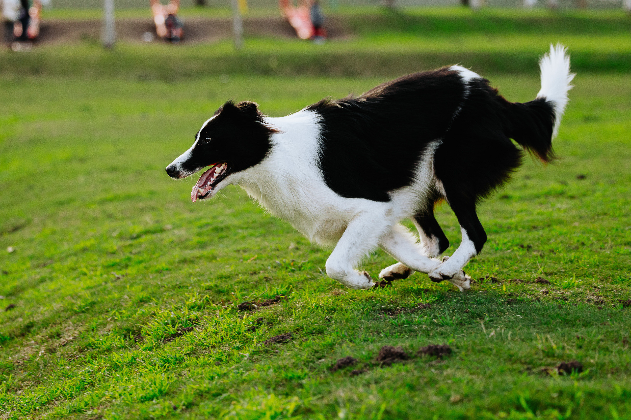Фотограф Буэнос-Айрес. Фотограф в Сочи, Репортажный фотограф Виктор Кочков-Филатов