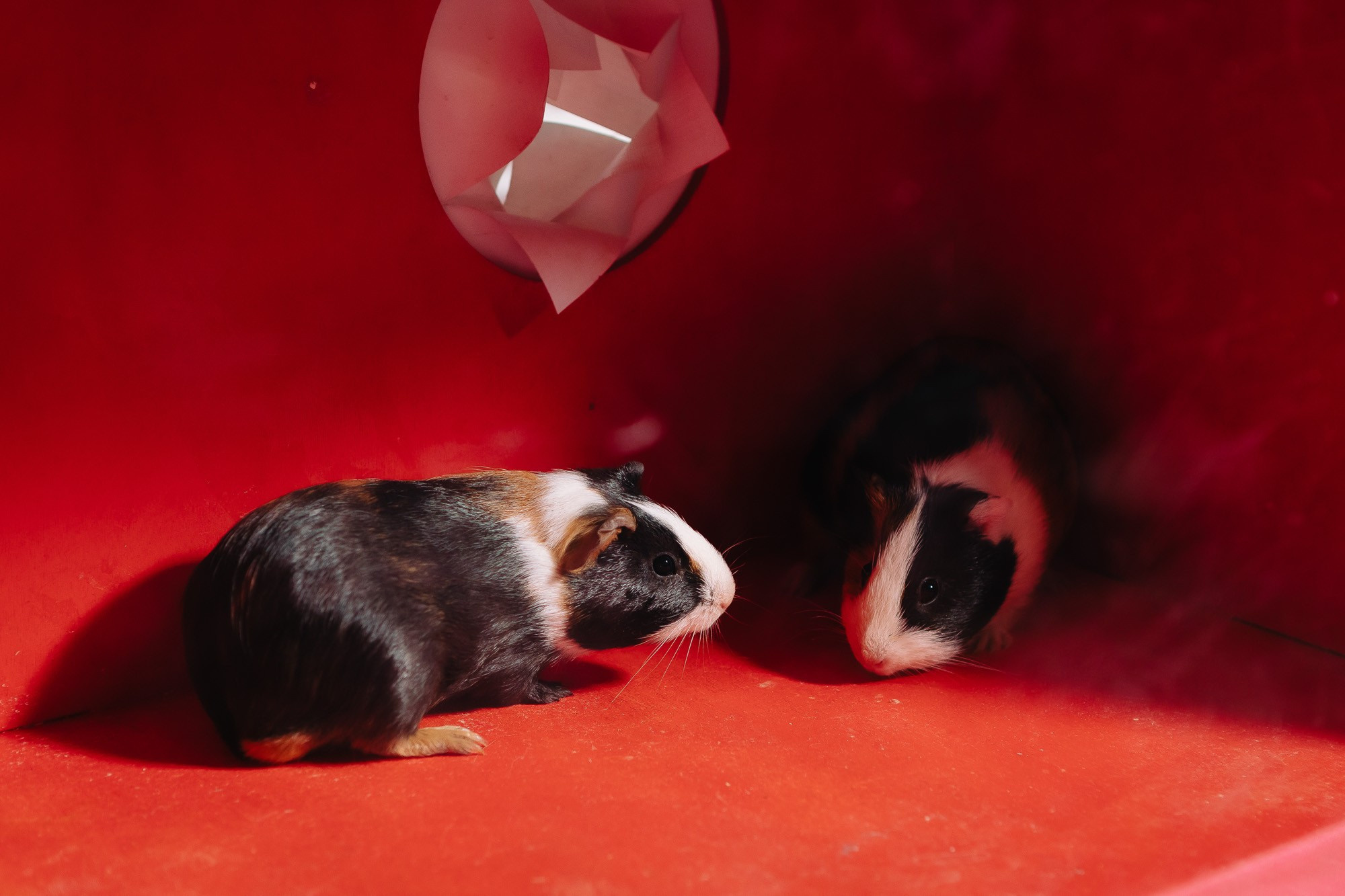 JANE 8. Фотограф в Сочи, Репортажный фотограф Виктор Кочков-Филатов