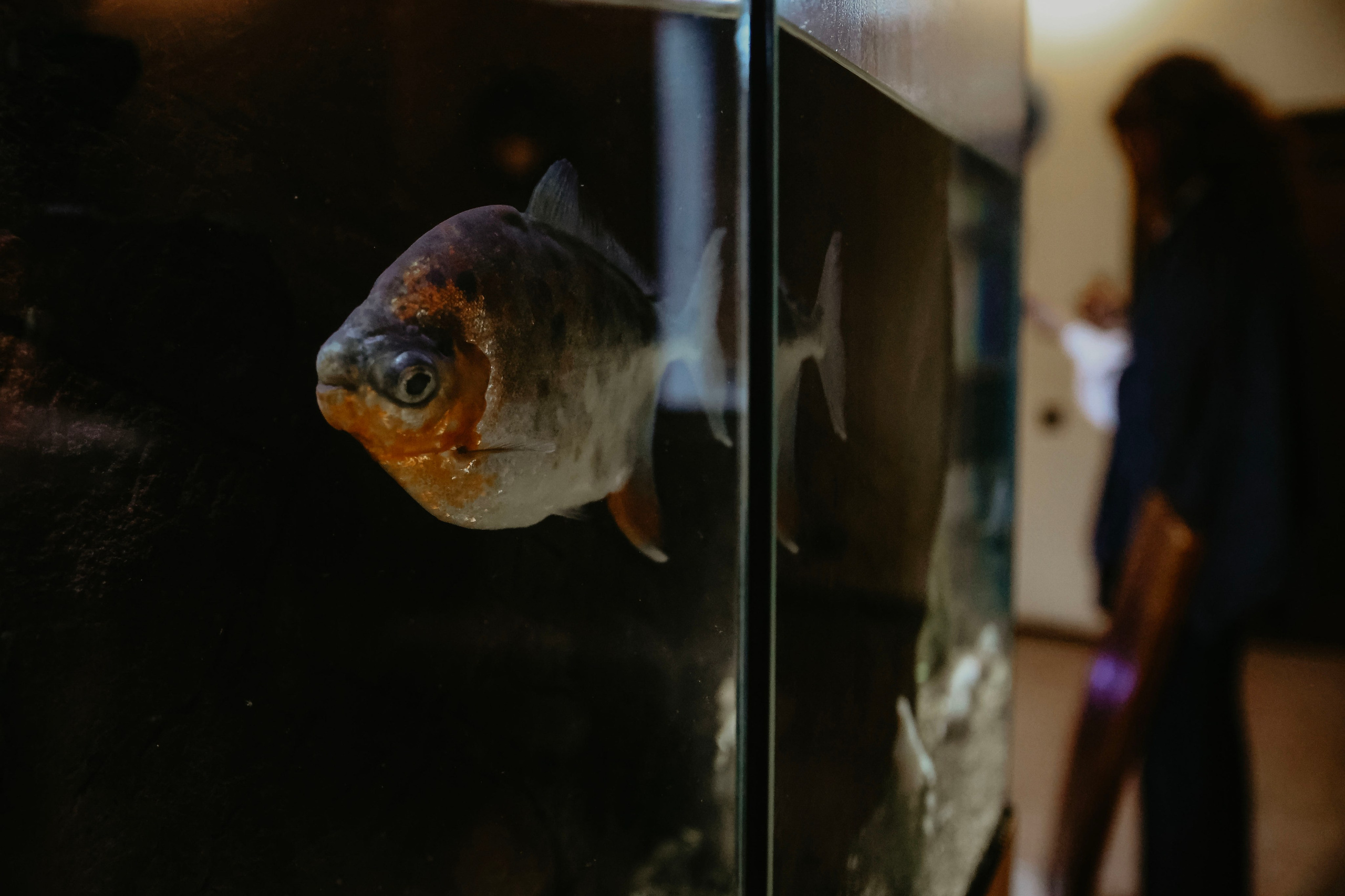 Юбилей Радомира. Фотограф в Москве и любой точке земного шара Алёна Вялова (Чулкова)