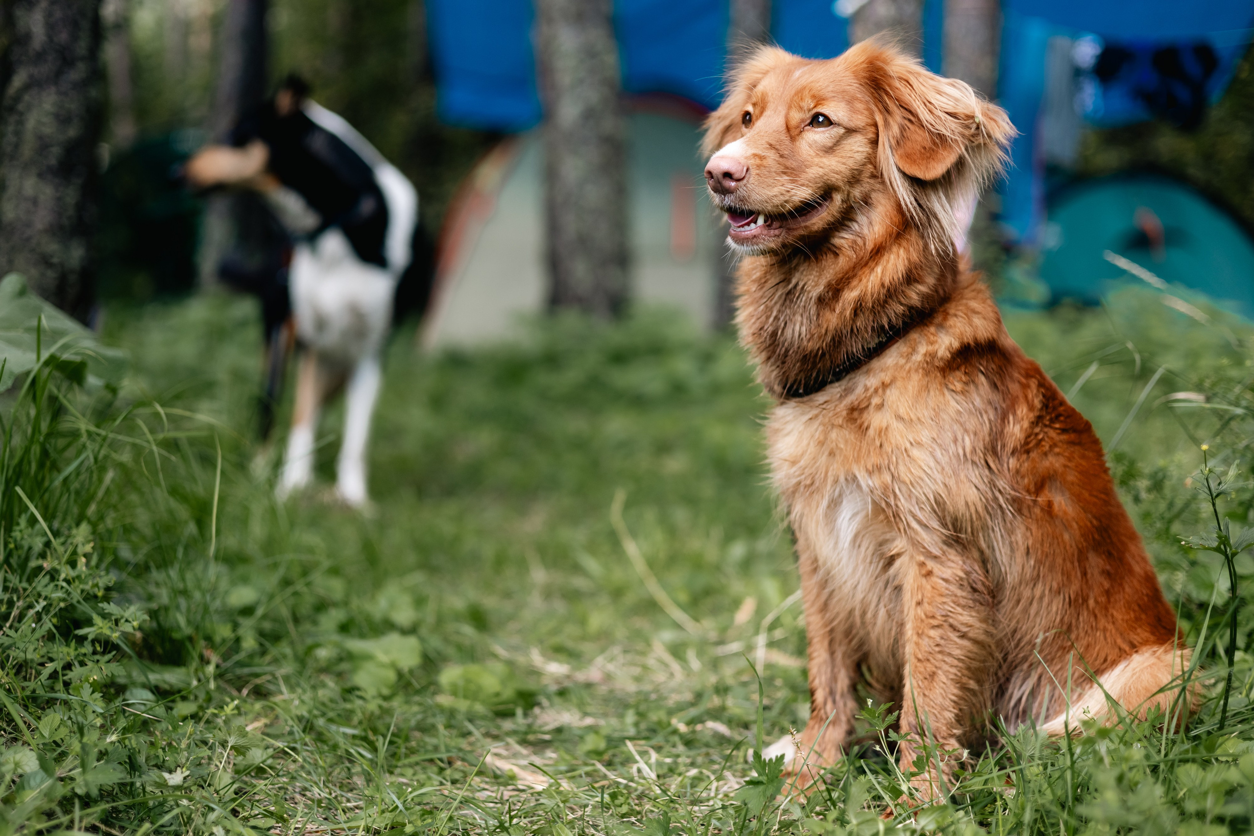 VI ОТКРЫТЫЕ КИНОЛОГИЧЕСКИЕ СОРЕВНОВАНИЯ. ЧЕЛЯБИНСКАЯ ОБЛАСТЬ 2025. Репортажный фотограф Наталья Лапцевич