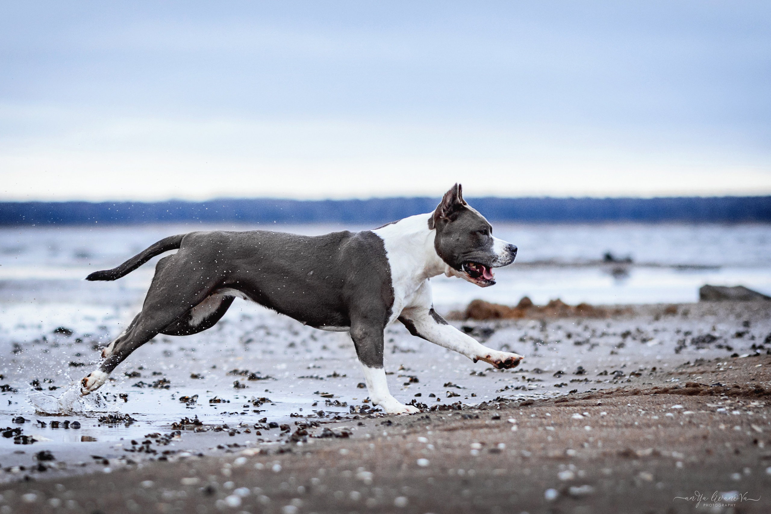 Деля. Фотограф анималист Аня Ливанова | Рыбинск