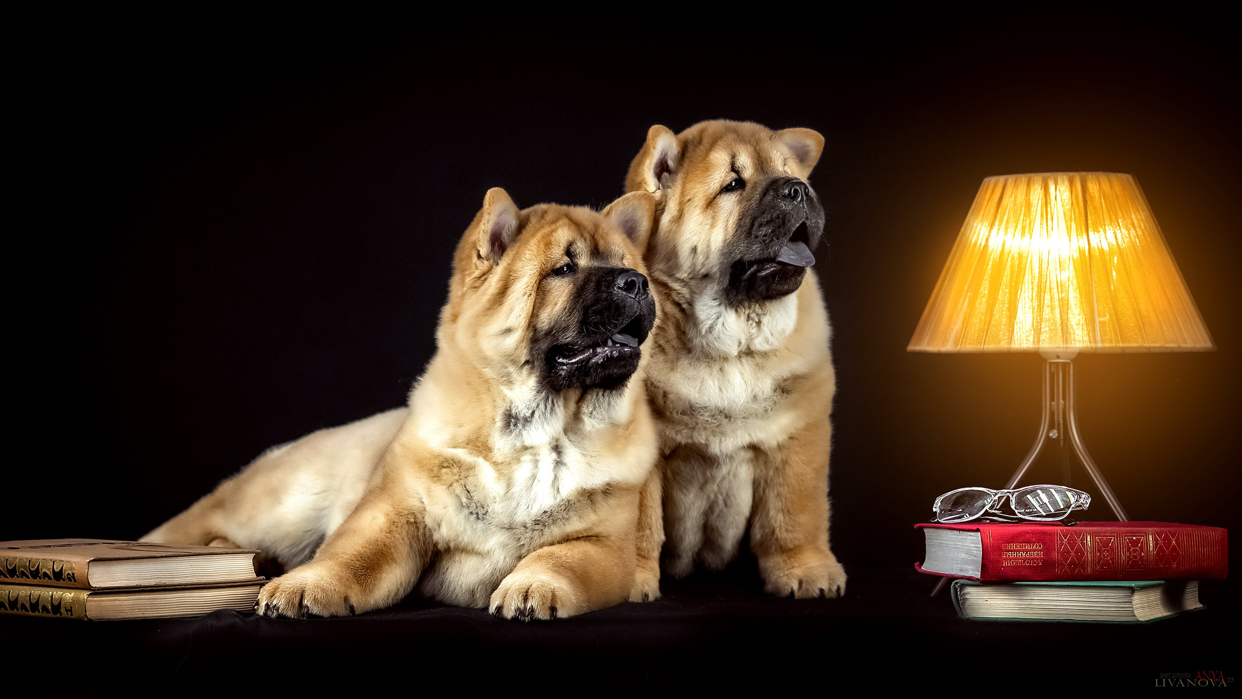 Смуфы. Фотограф анималист Аня Ливанова | Рыбинск