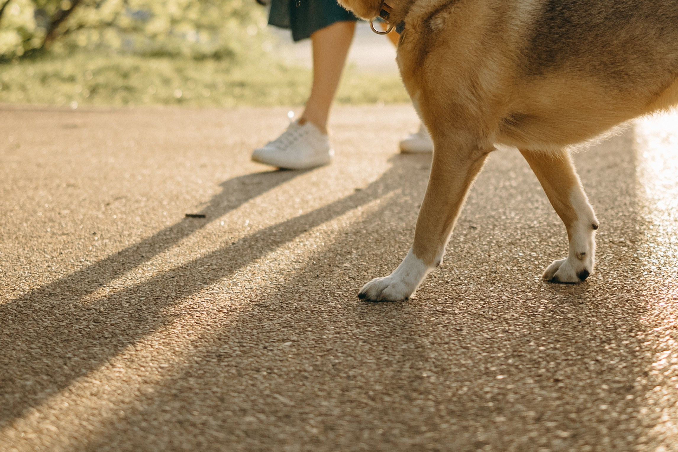 Татьяна, Сергей и их Булочка и Пончик. Фотограф — Анималист | Санкт-Петербург