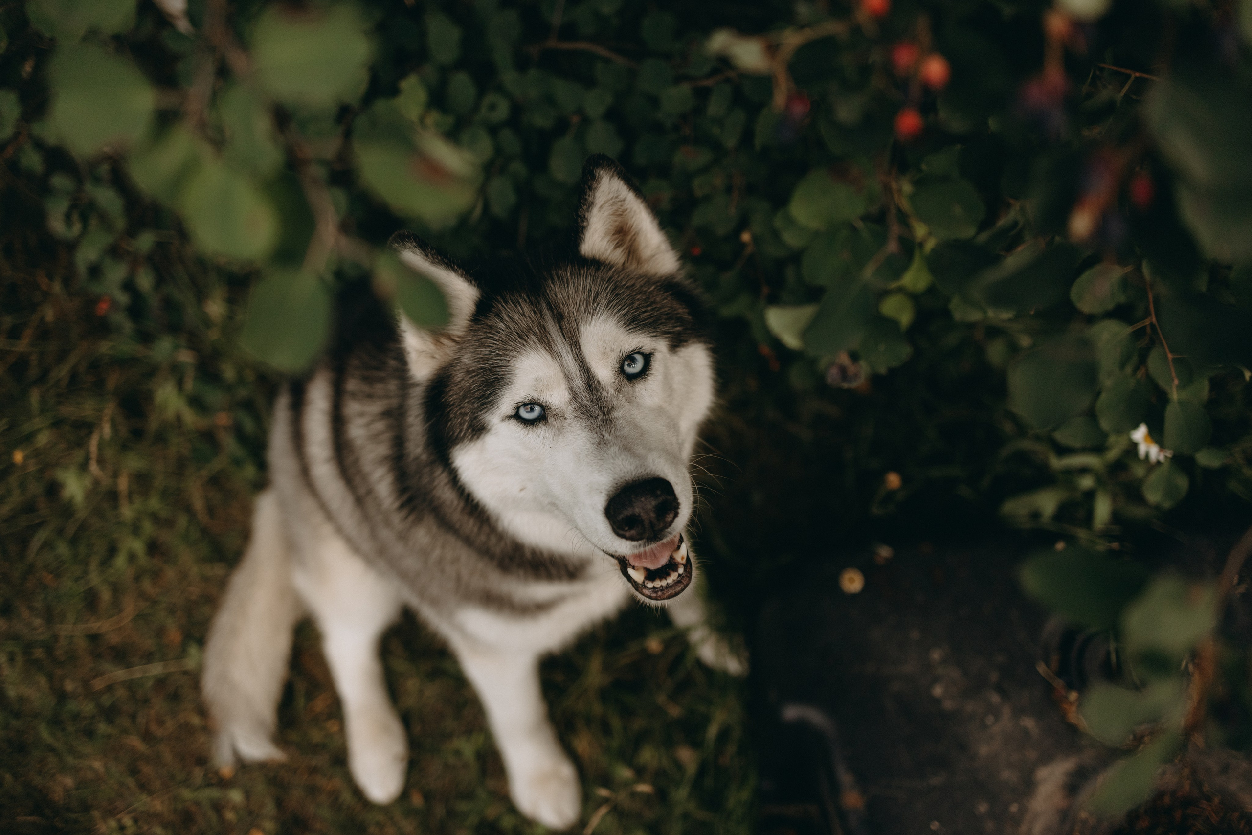 Дом у реки. Фотограф — Анималист | Санкт-Петербург