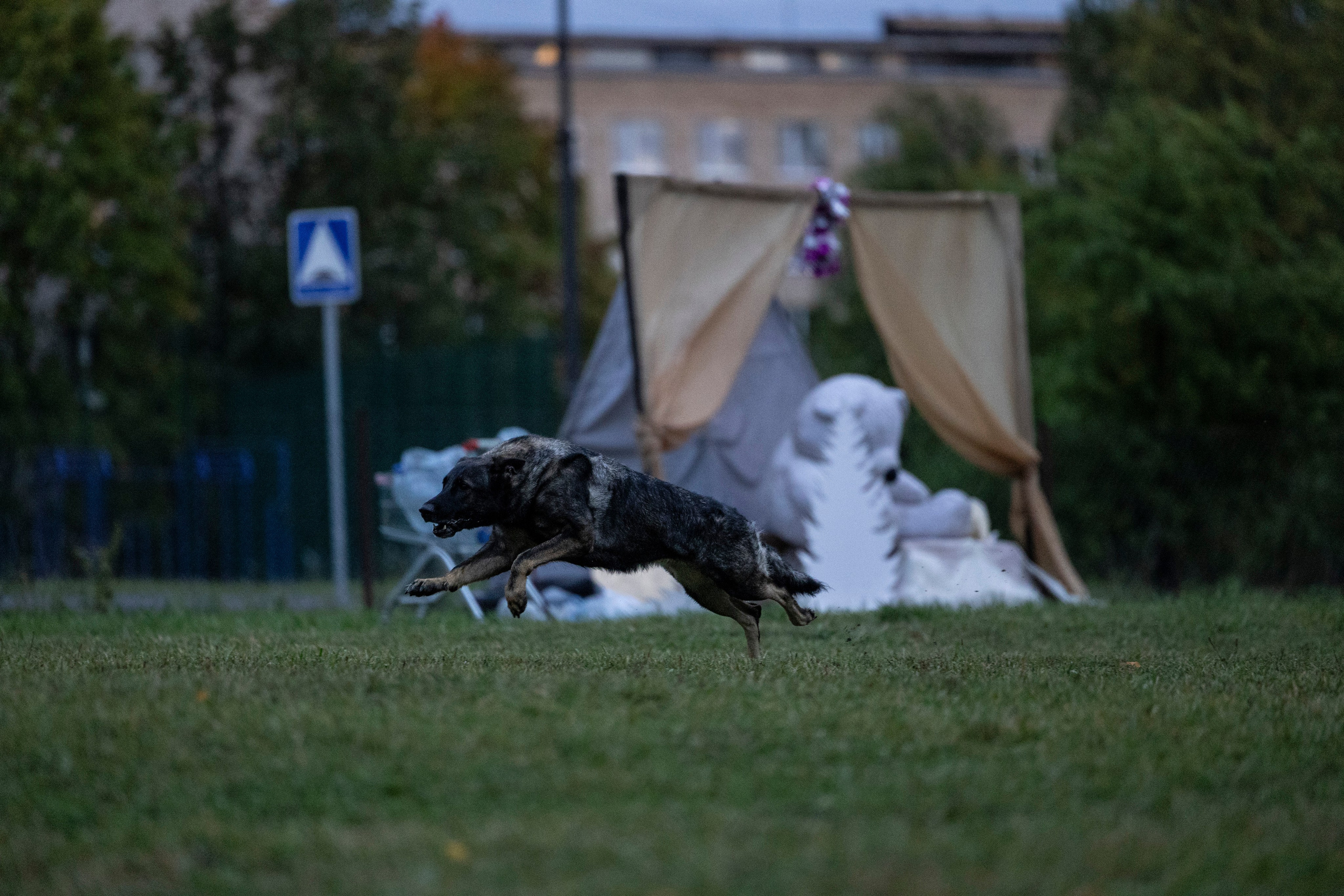 Испытания по Мондьорингу г. Пушкин. Фотограф-анималист Анна Маринич