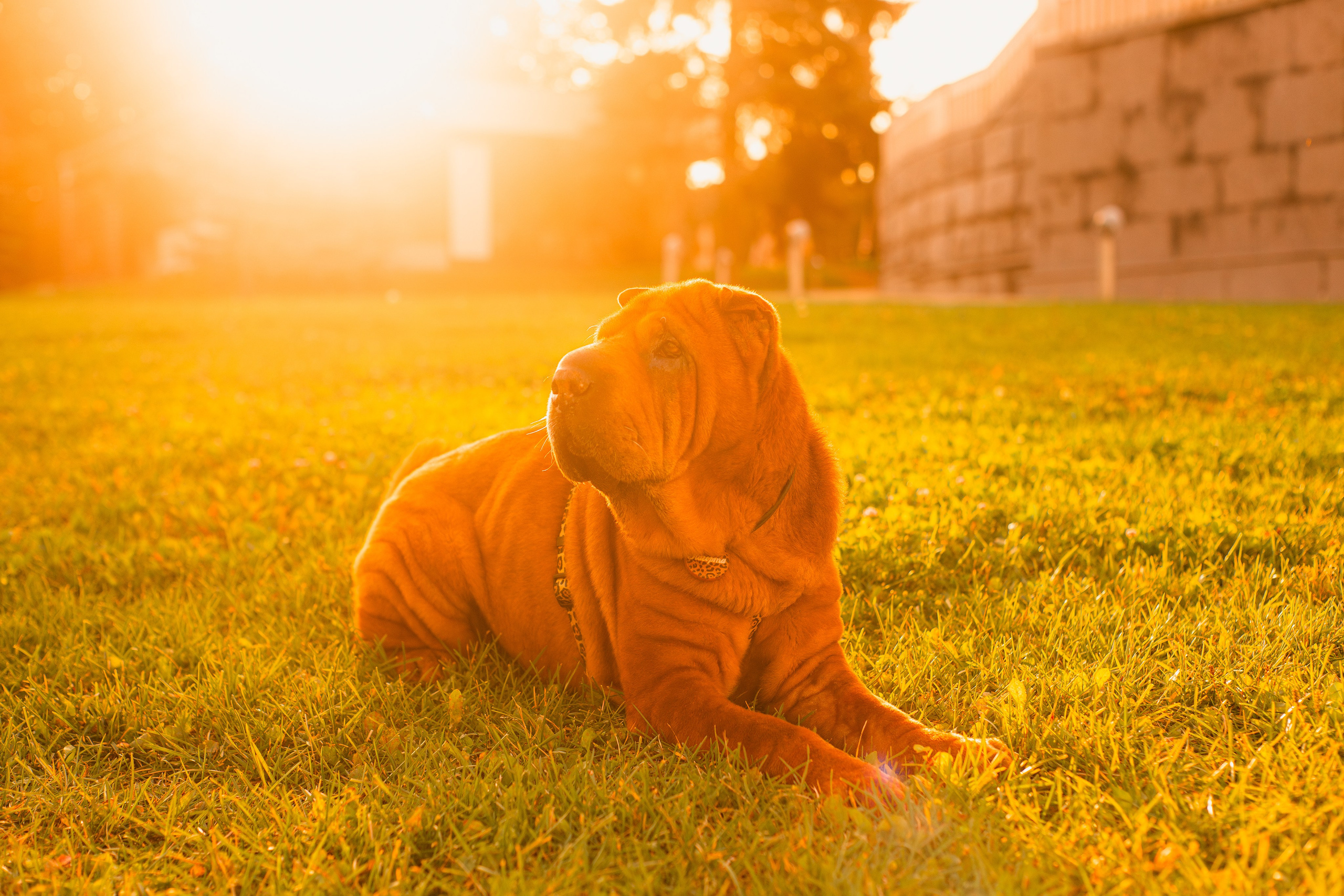 Алёна, Лагерта и Зефир. Фотограф-анималист Мария Баркевич | Москва