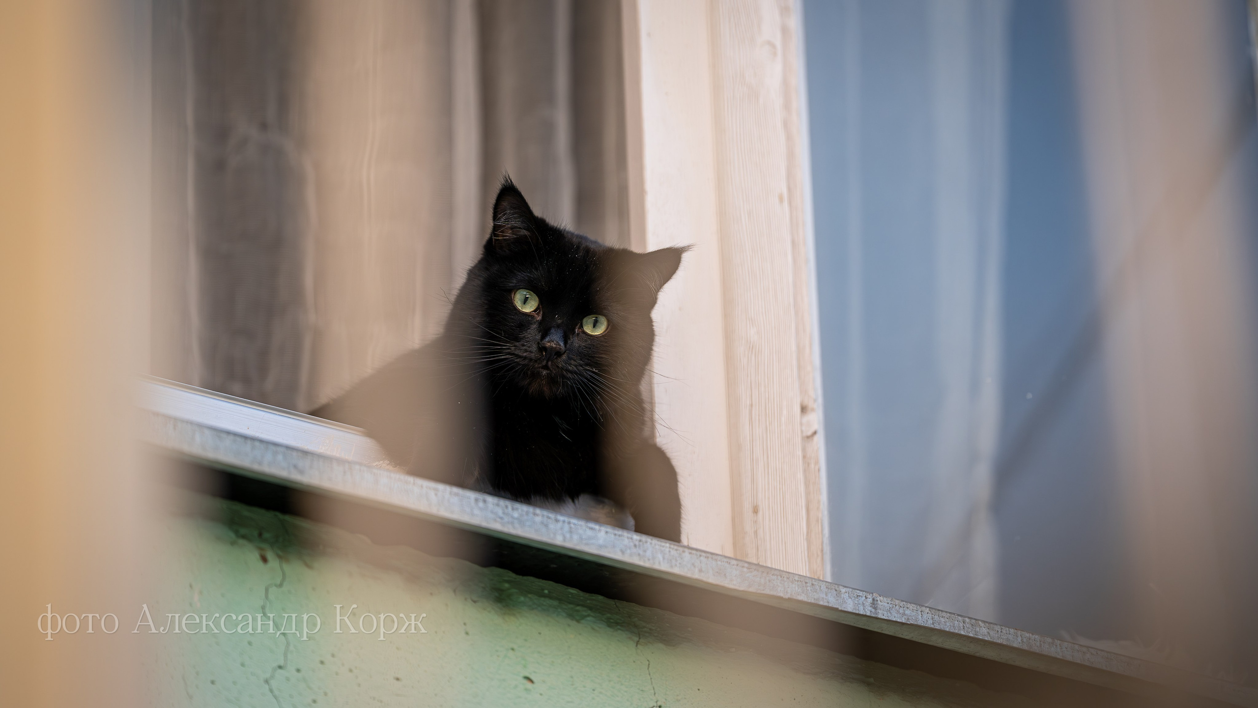 Животные. Фотографии и видеосъемка, Айхал, Удачный, Якутия. Фотографии Айхал