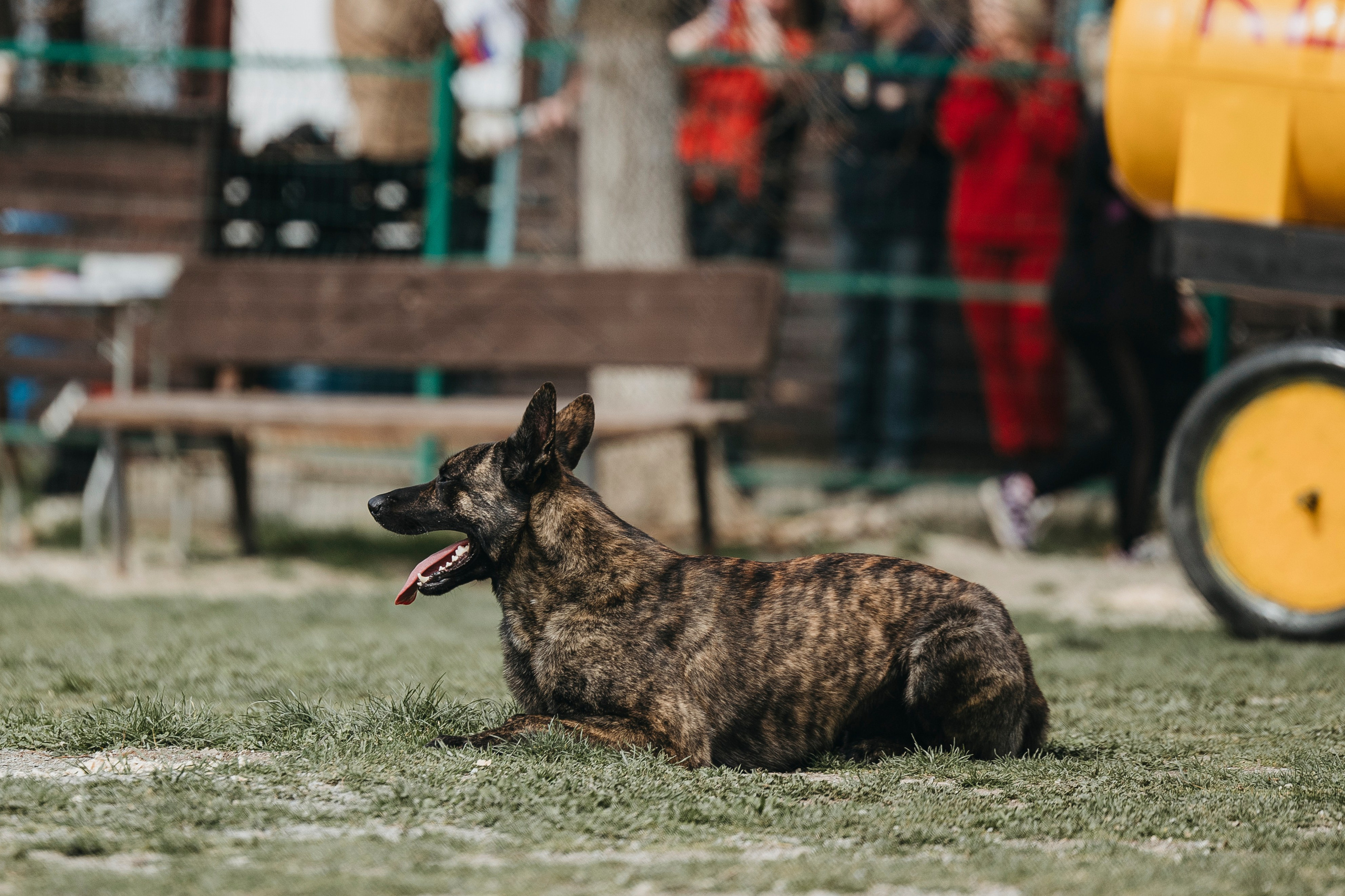 Геленджик Мондьоринг. Фотограф-анималист Анна Маринич