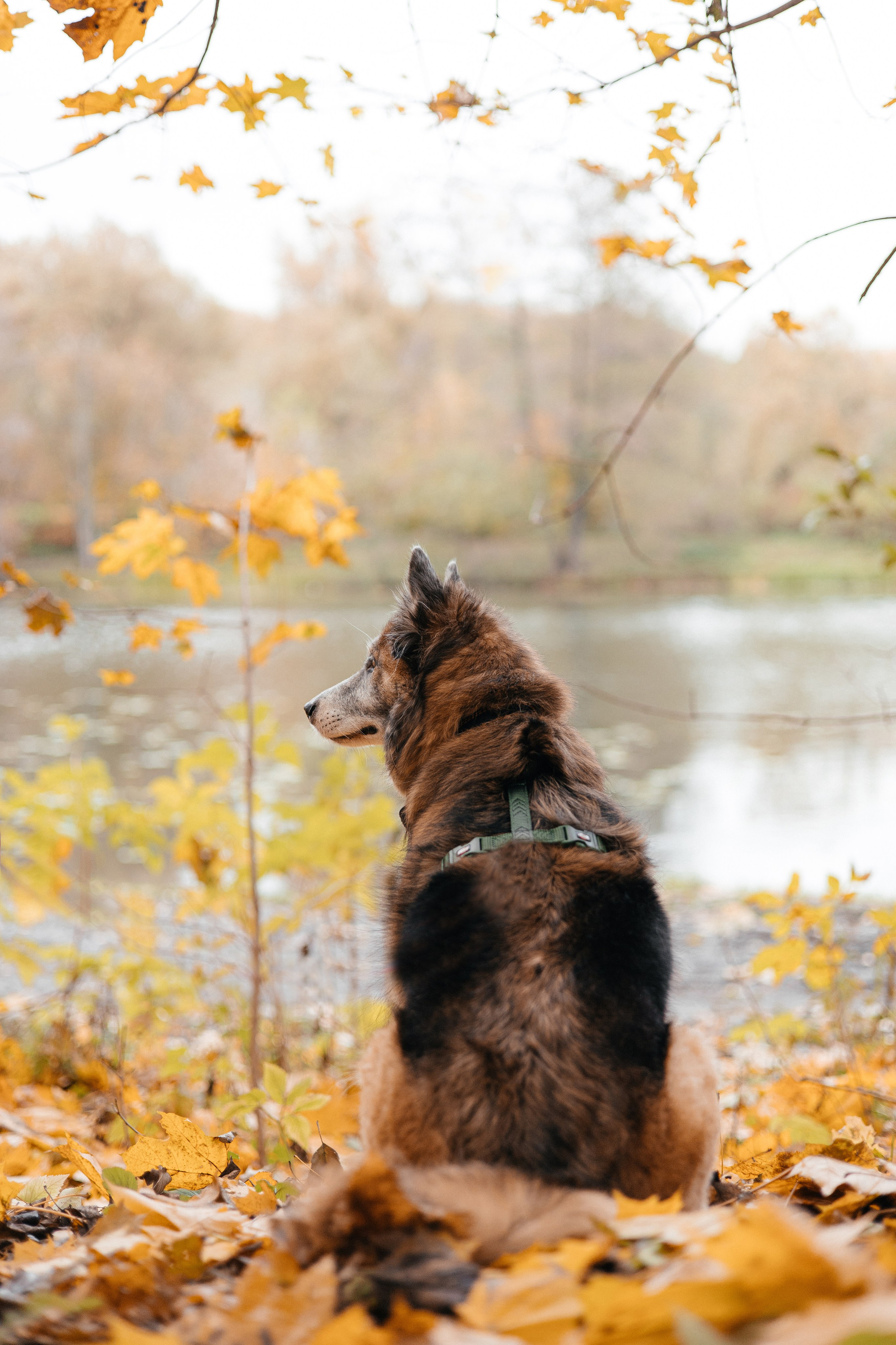 Аня и Ириска. Фотограф Анна Луценко Москва