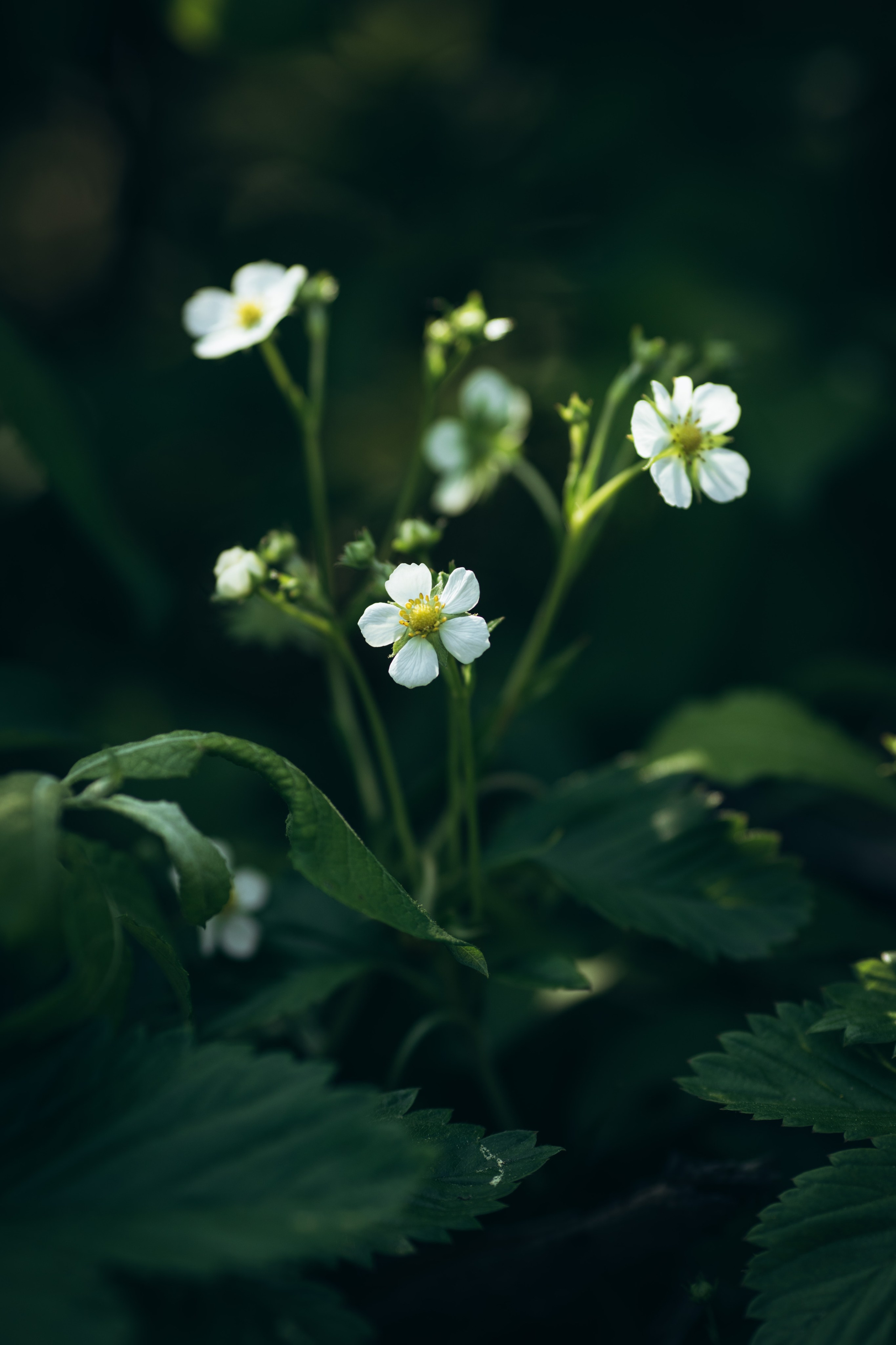 Природные пейзажи. Наталия Клевинскас портретный фотограф в Костроме