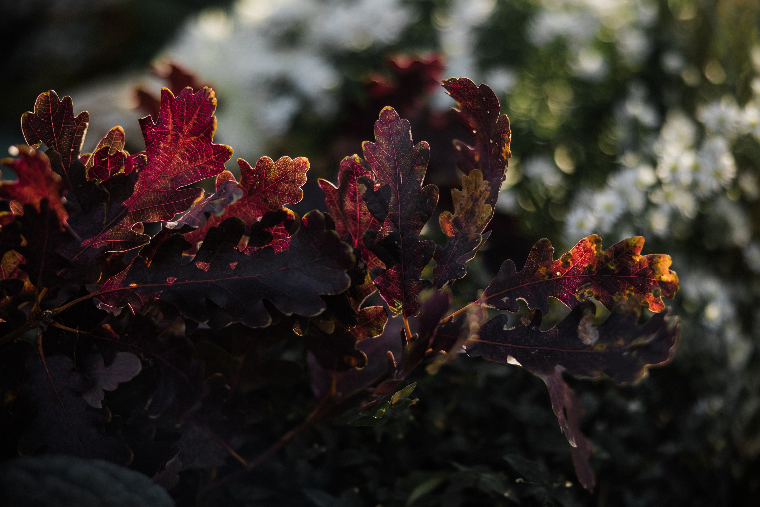 Павел и Дарья. Фотограф Айвазова Наталья Краснодар