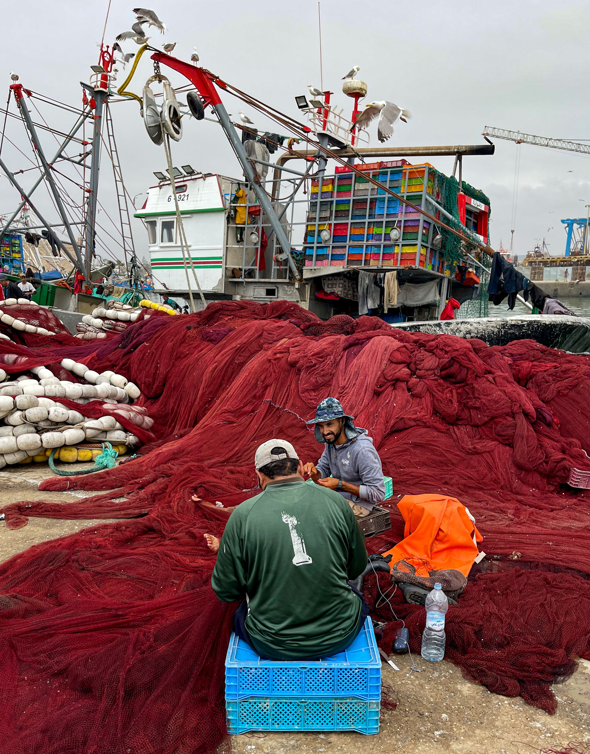 Марокко. Wildlife photography by Sergey Puponin