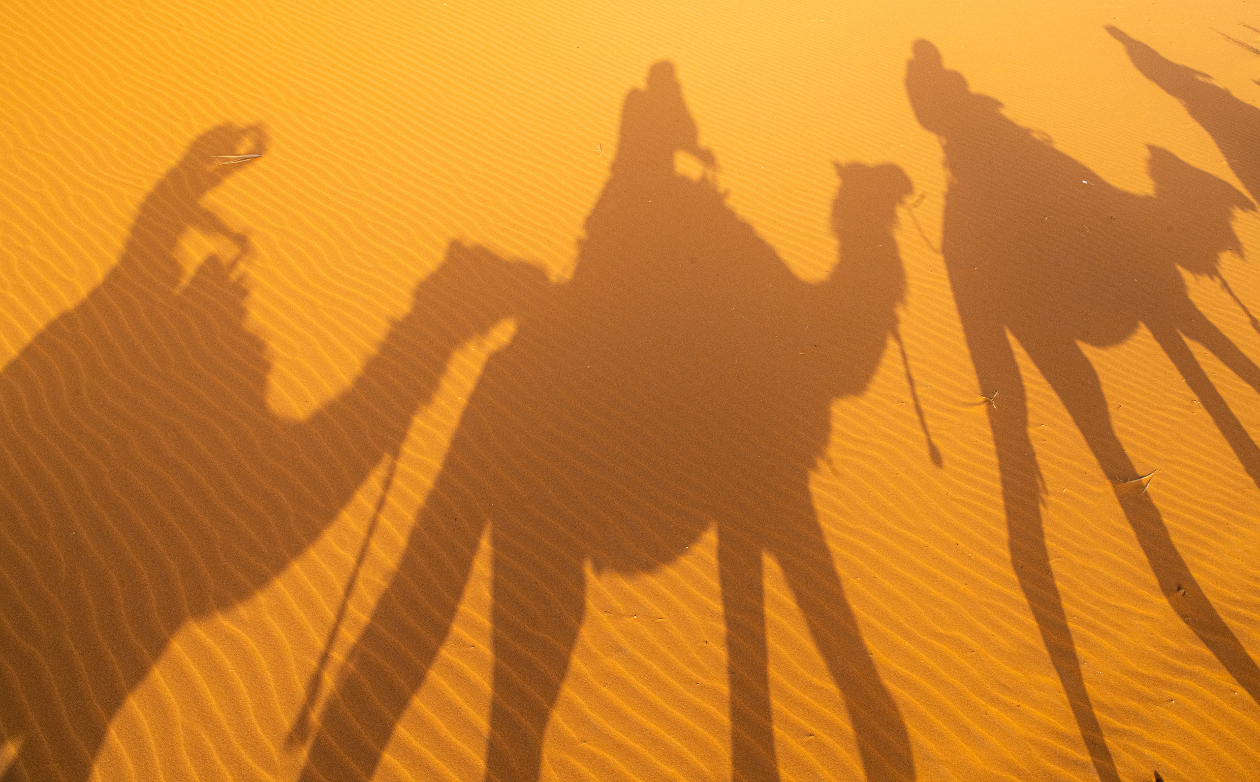 Марокко. Wildlife photography by Sergey Puponin