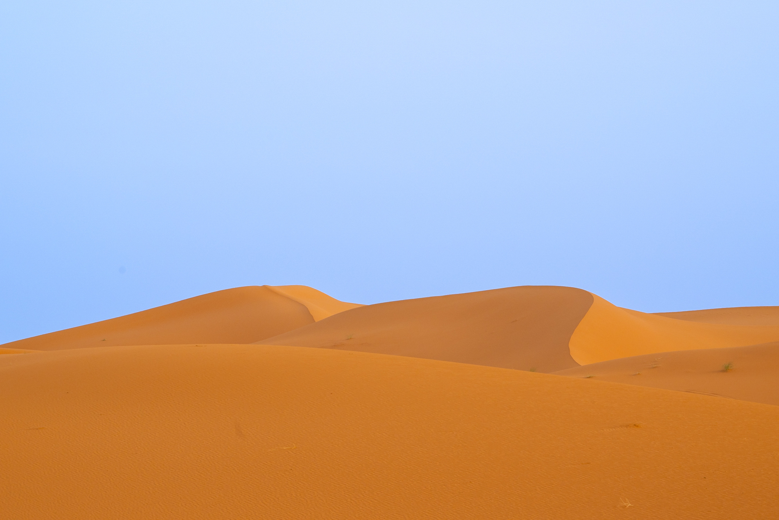 Марокко. Wildlife photography by Sergey Puponin