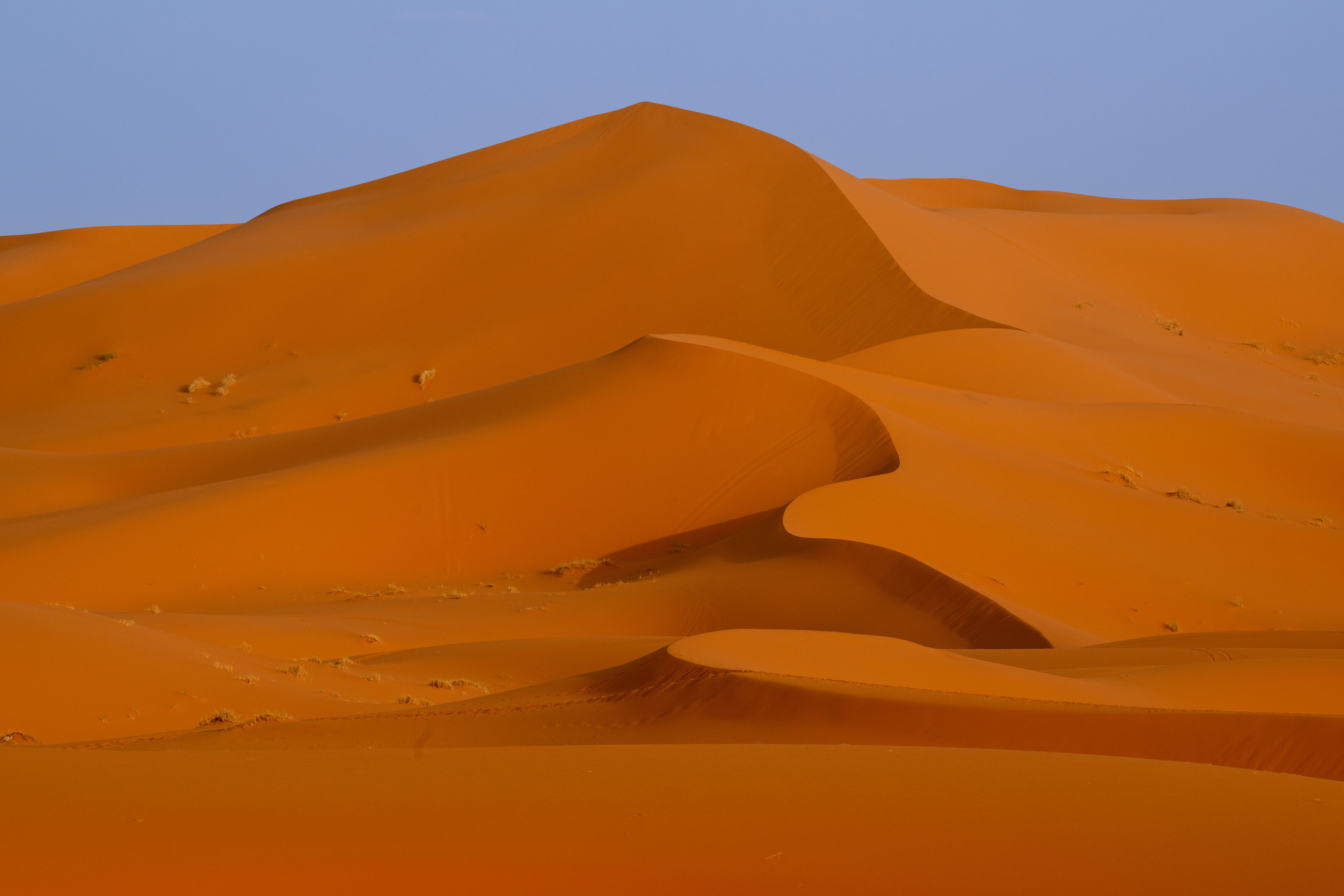 Марокко. Wildlife photography by Sergey Puponin