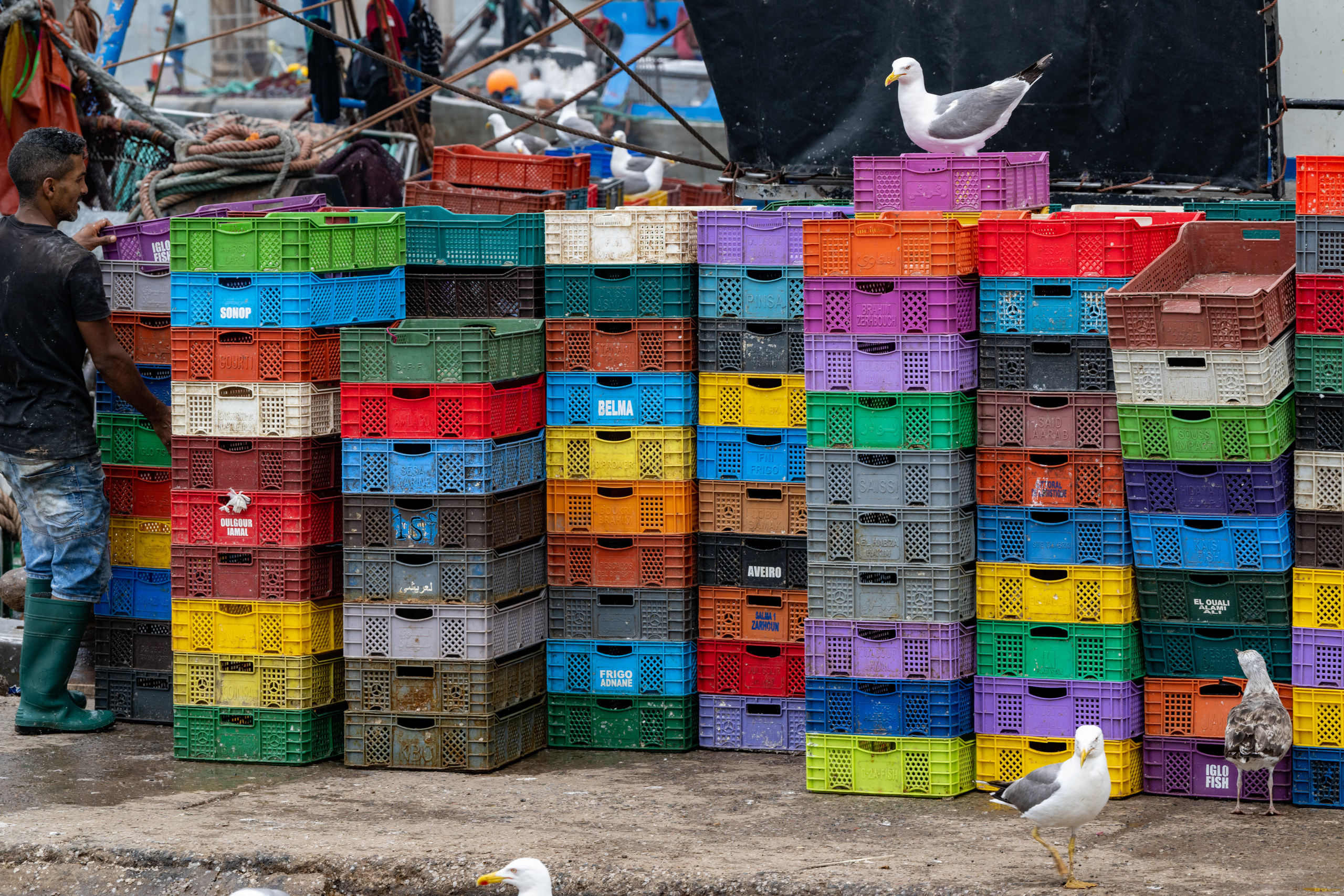 Марокко. Wildlife photography by Sergey Puponin
