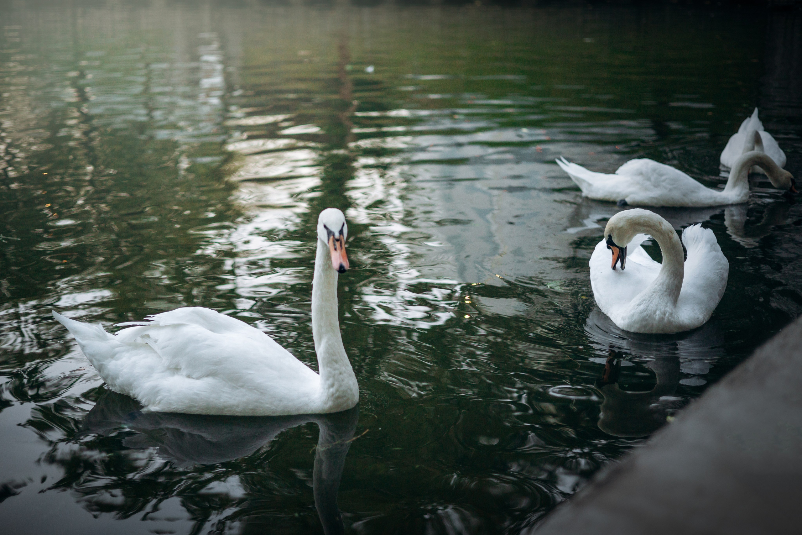 Юлия и Мия. Фотограф — Анималист | Санкт-Петербург