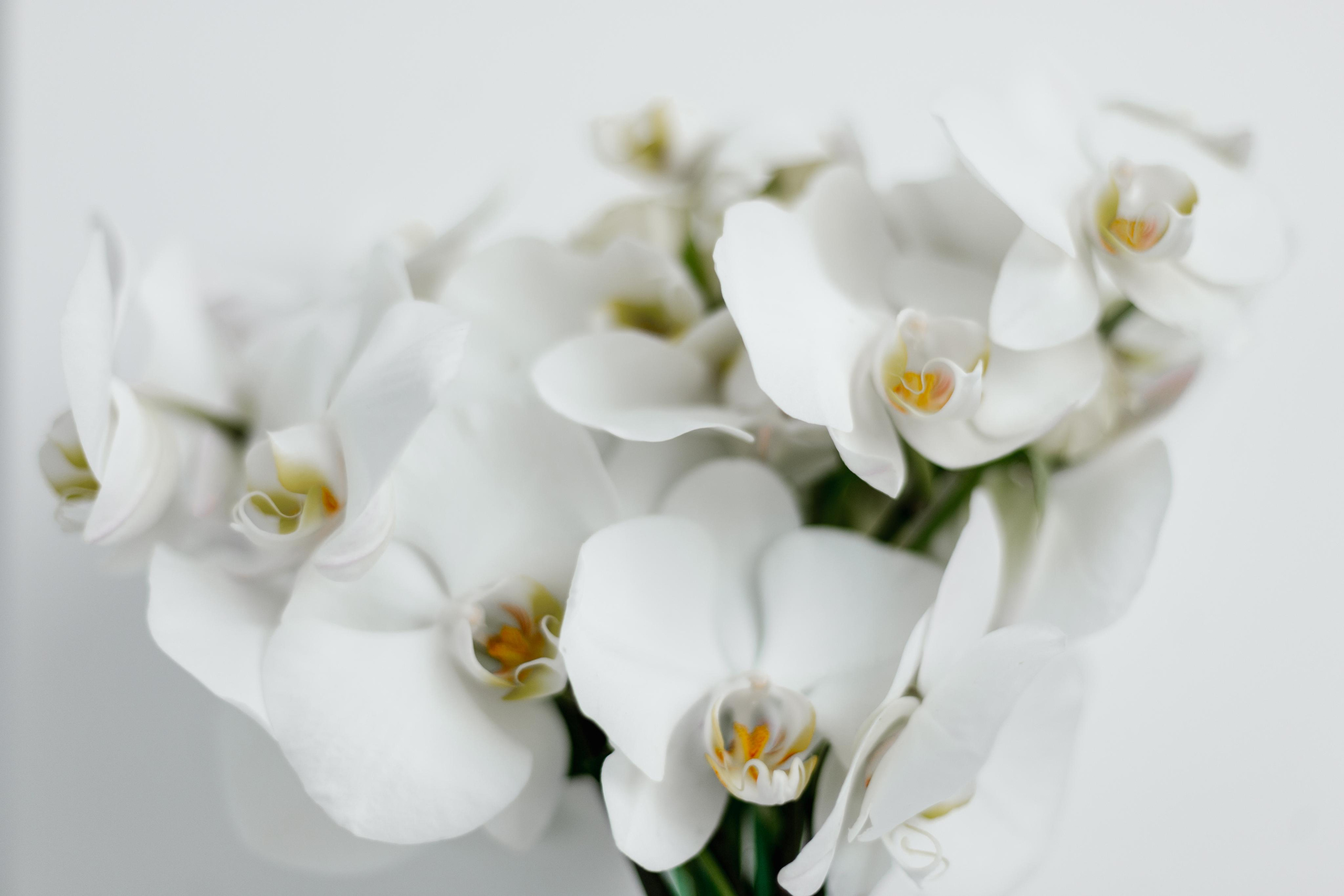 Свадебный фотограф в Пятигорске и КМВ Софья Аджикеримова