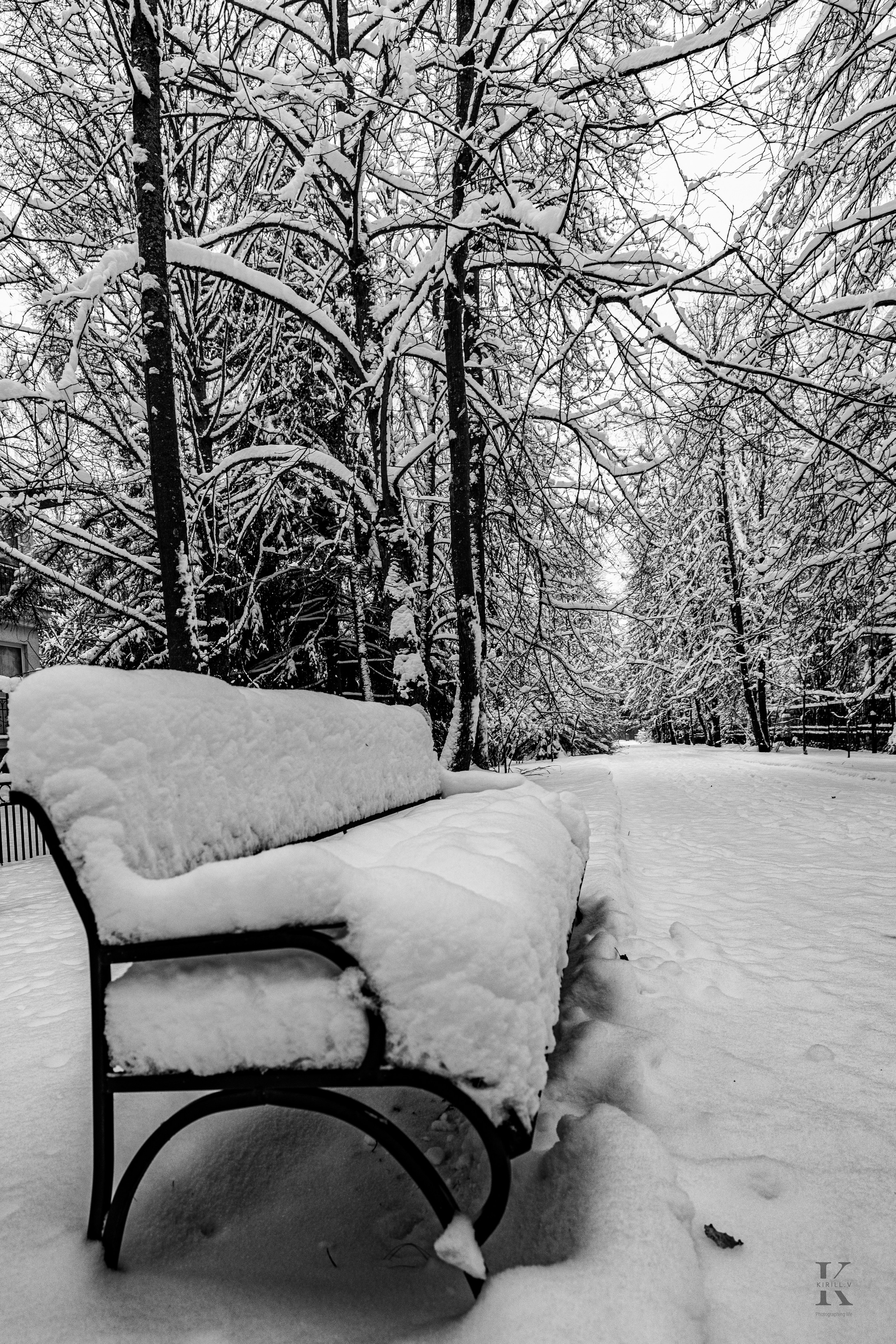 Природа 31 Декабря 2025 года. Клены. Фотографирую жизнь! Московский фотограф волонтер