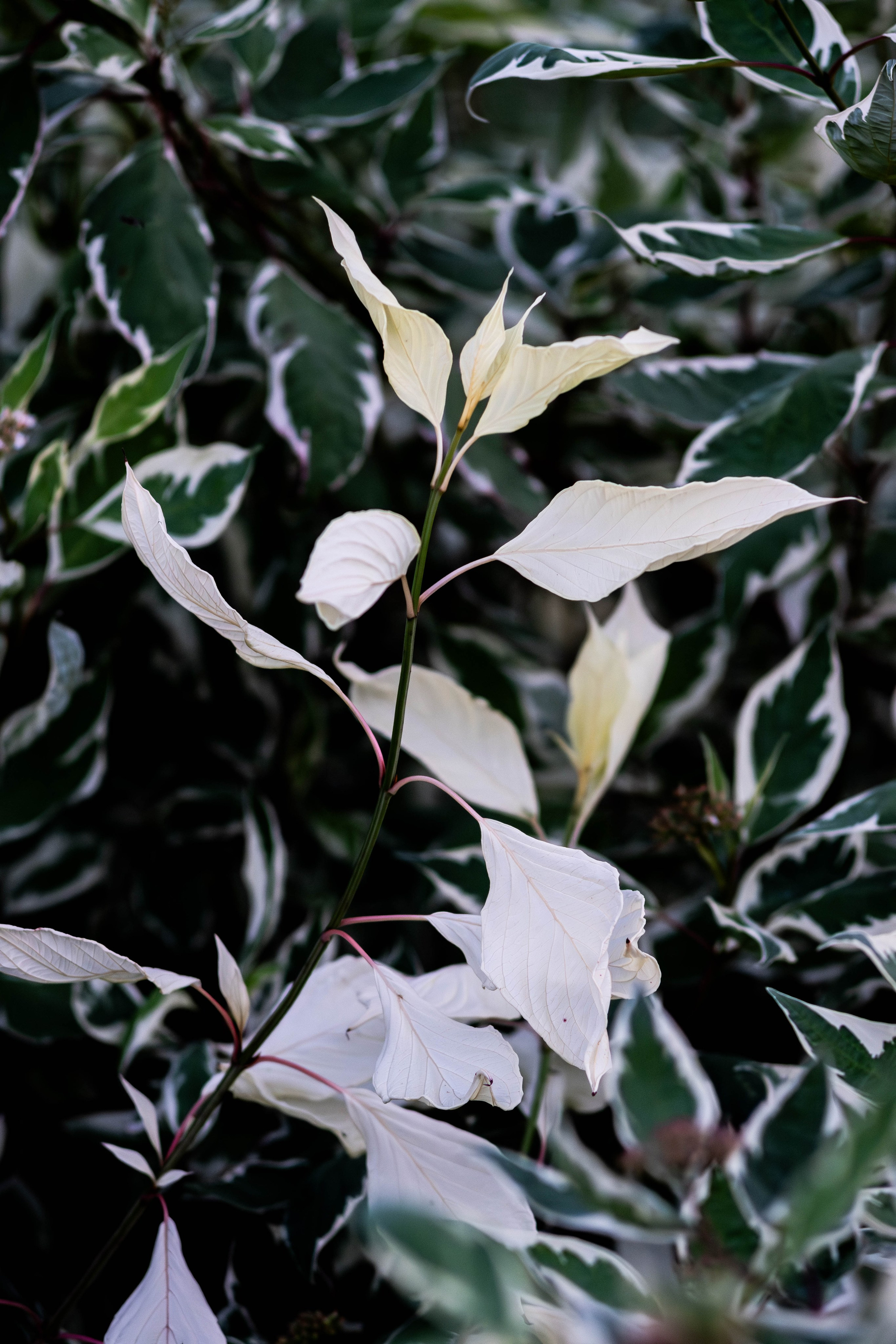 Цветы. Светофография