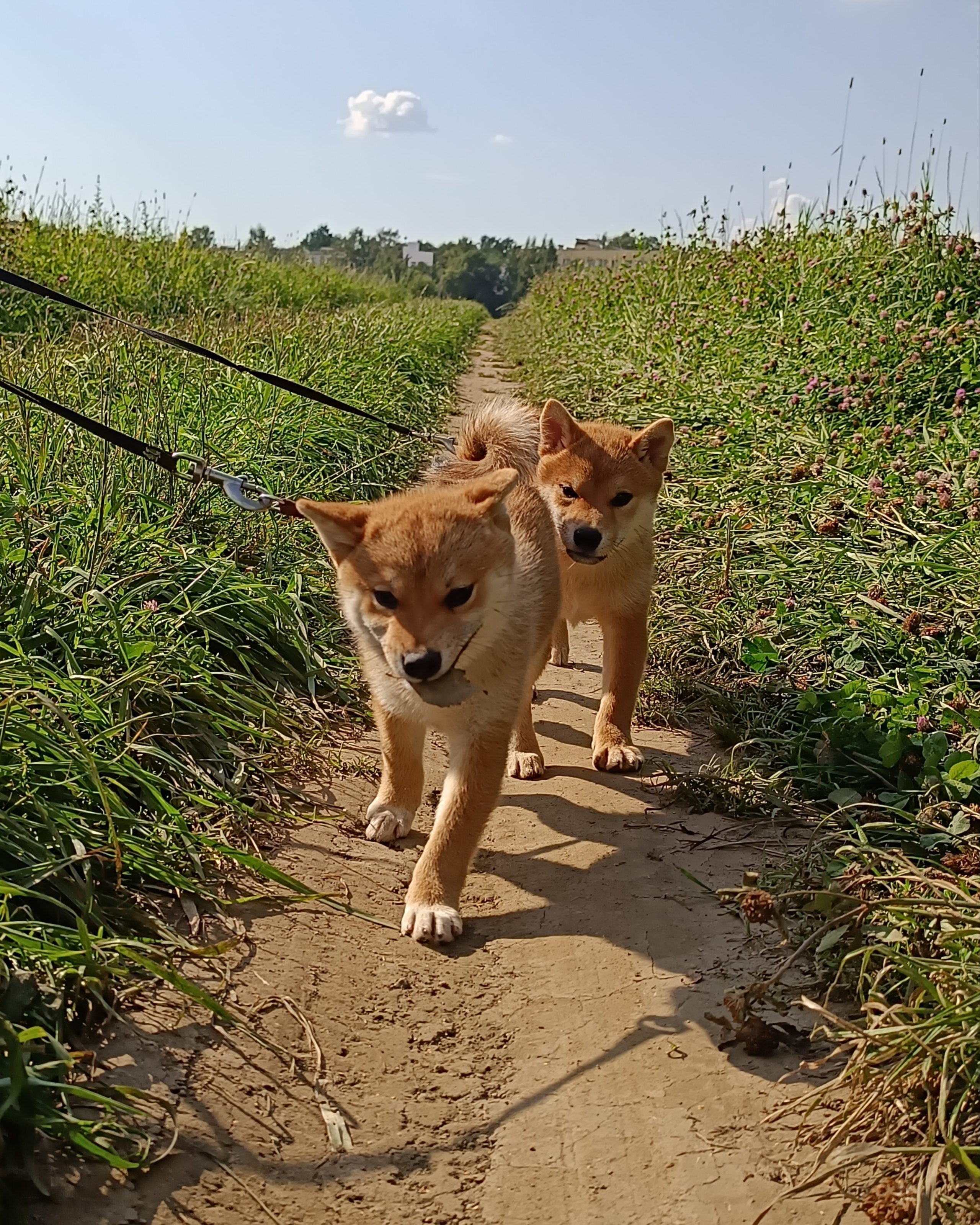 сиба питомник Рубилайт щенки на продажу rubylight  сиба щенки купить СПб Санкт-Петербург