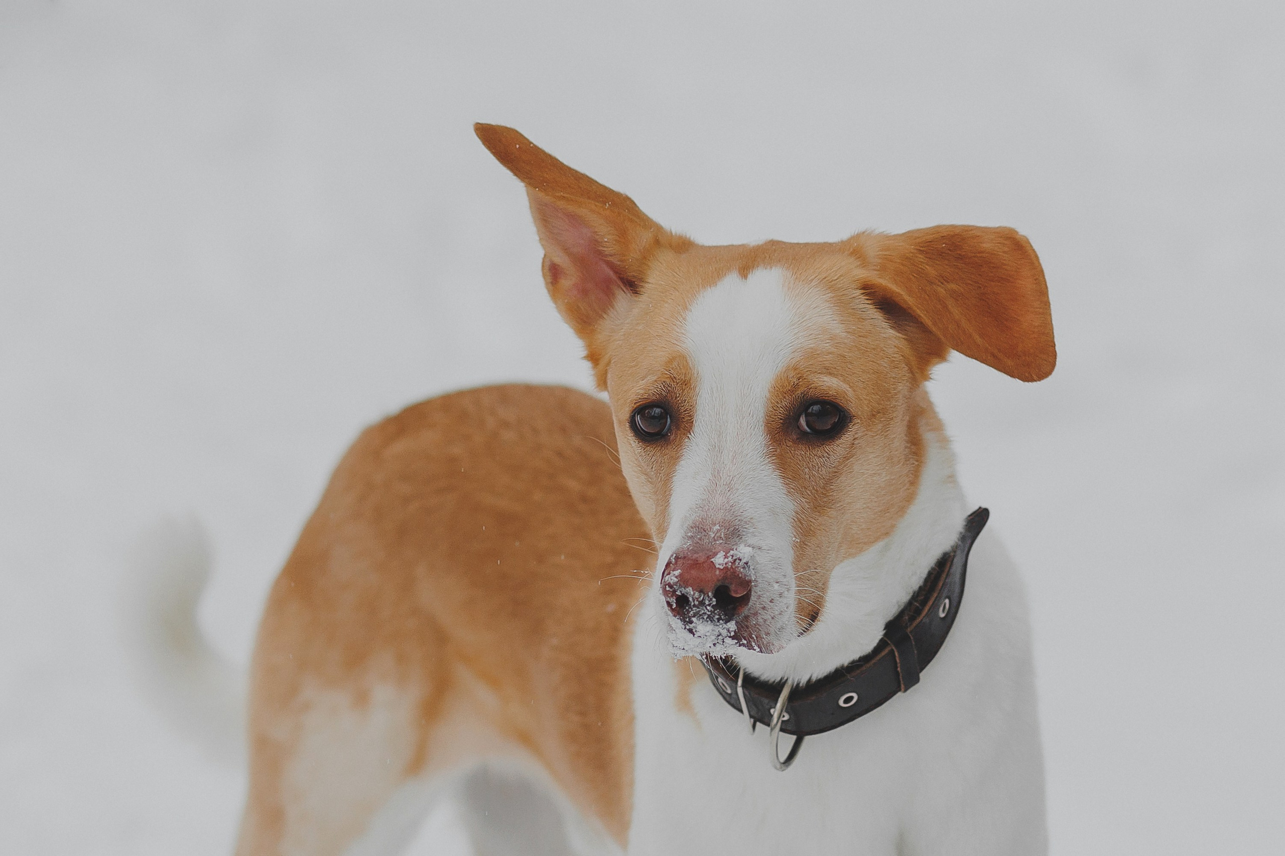 Зимняя фотосессия в лесу с собакой. Фотограф в Москве и Люберцах Анна Ушакова