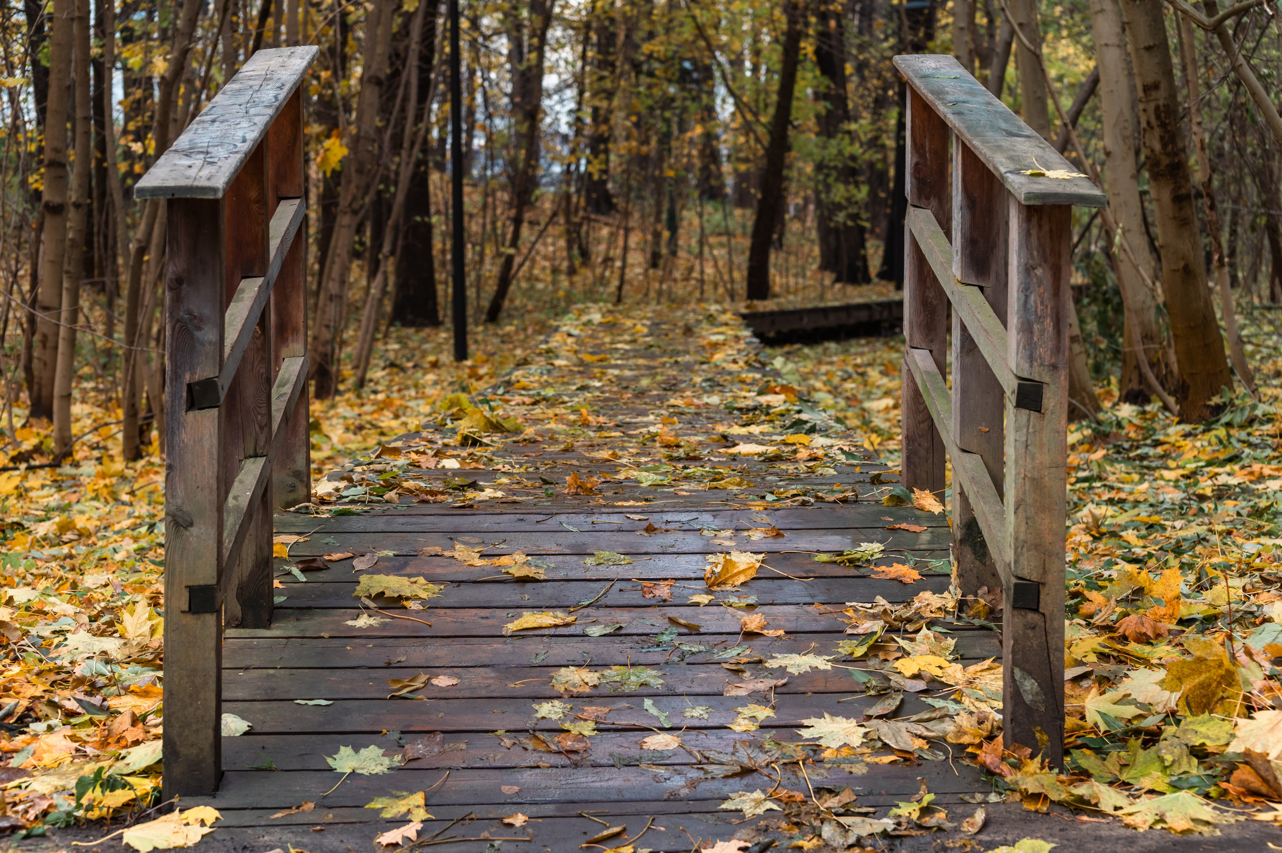 20231031 Нескучный сад. Дмитрий Ремизов. Фотография, как хобби