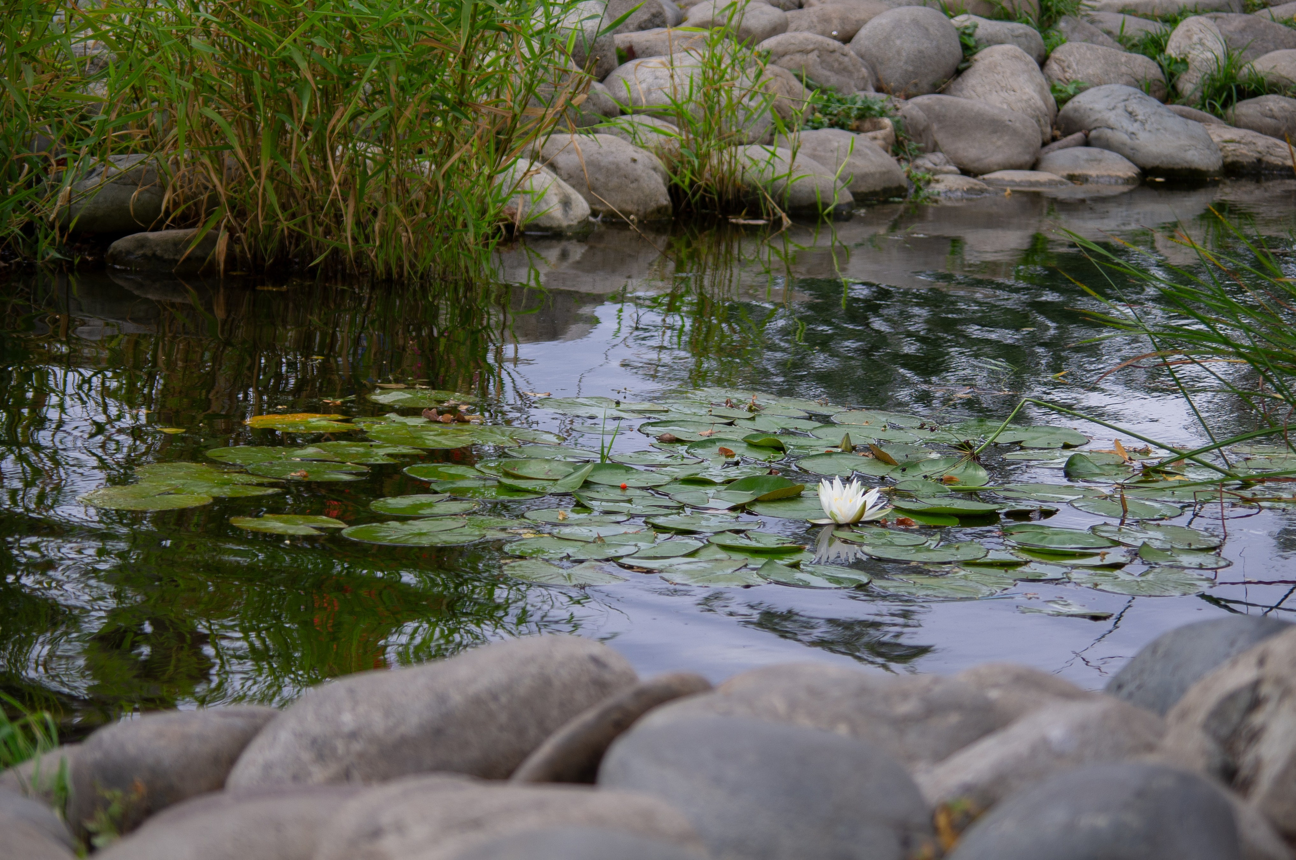 20200824 Вокруг Кремля с братом. Дмитрий Ремизов. Фотография, как хобби