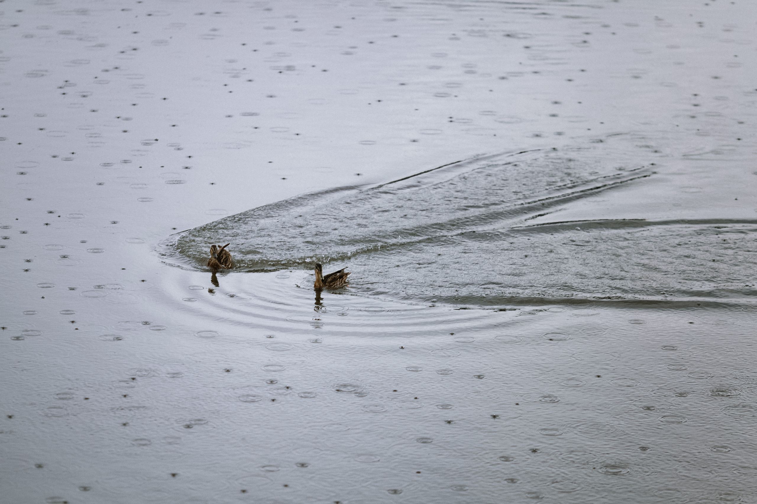 Настя и Максим. Фотограф Светлана Голицына