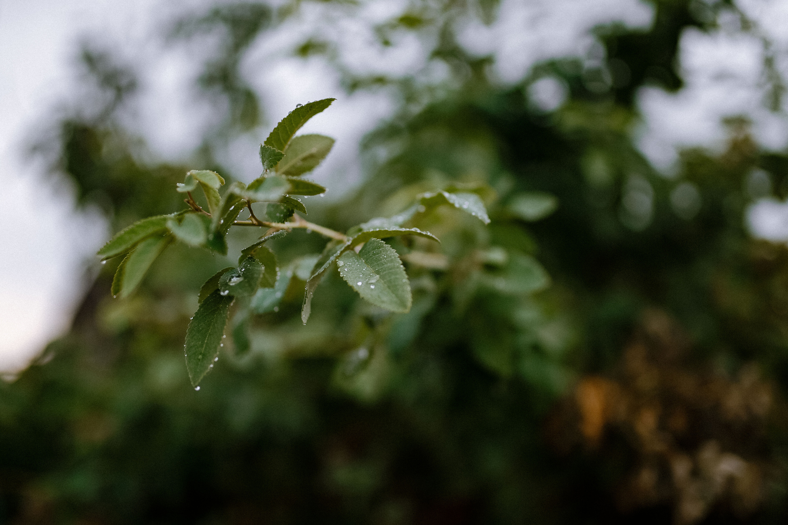 Настя и Максим. Фотограф Светлана Голицына