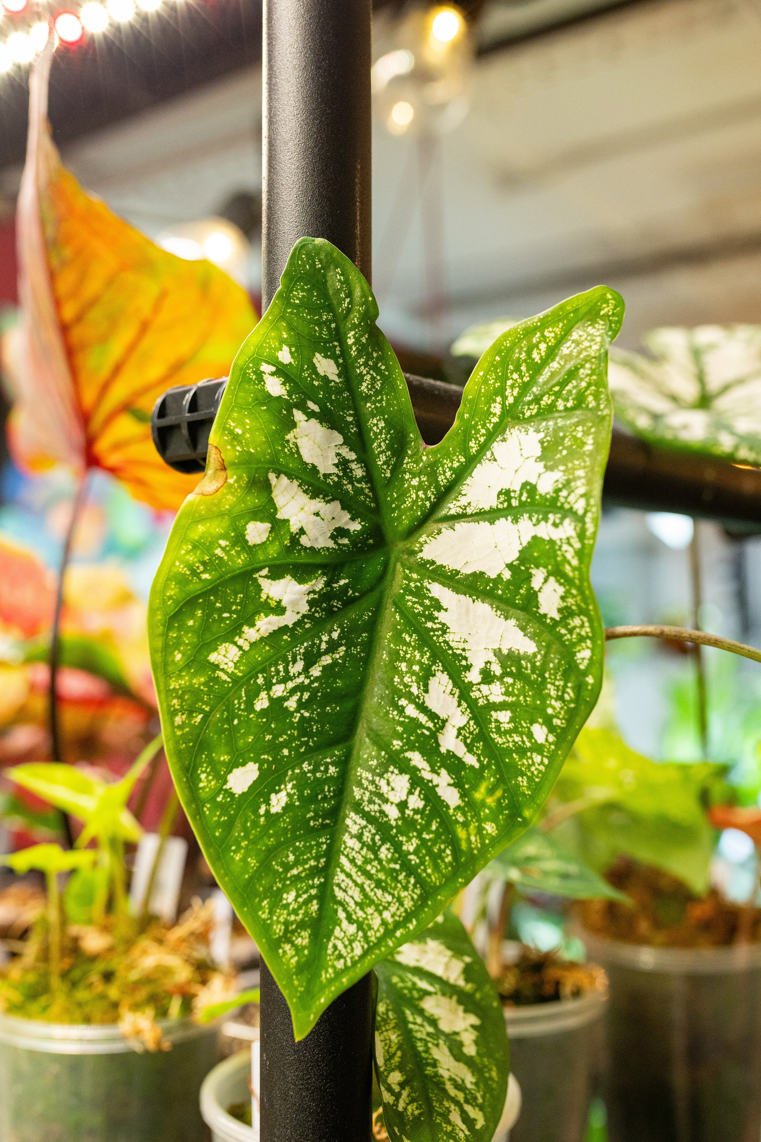 Growbox декабрь 2025. Александра Куликова фотограф, Москва