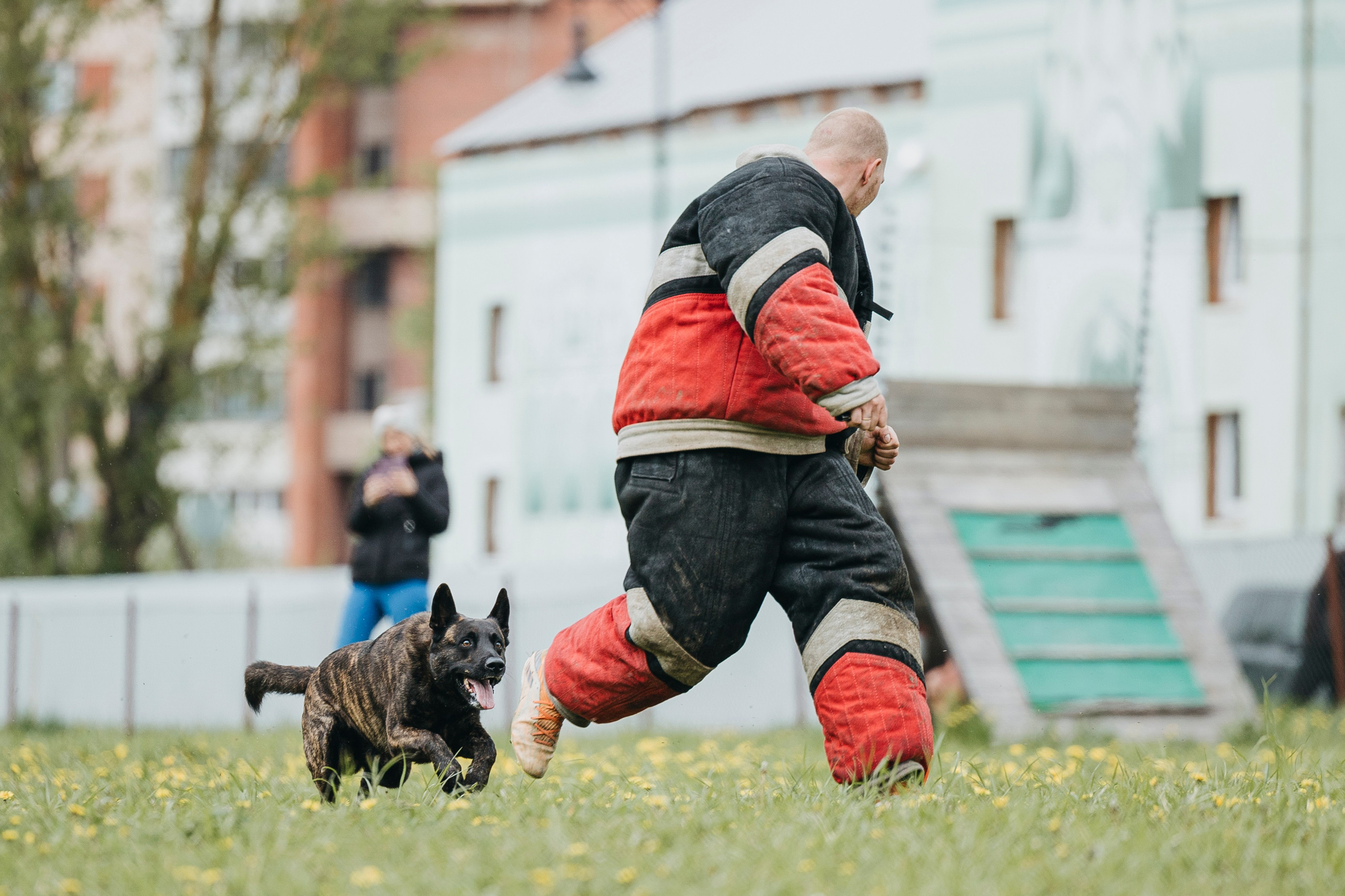 26.05.25 г. Пушкин квалификационные соревнования. Фотограф-анималист Анна Маринич