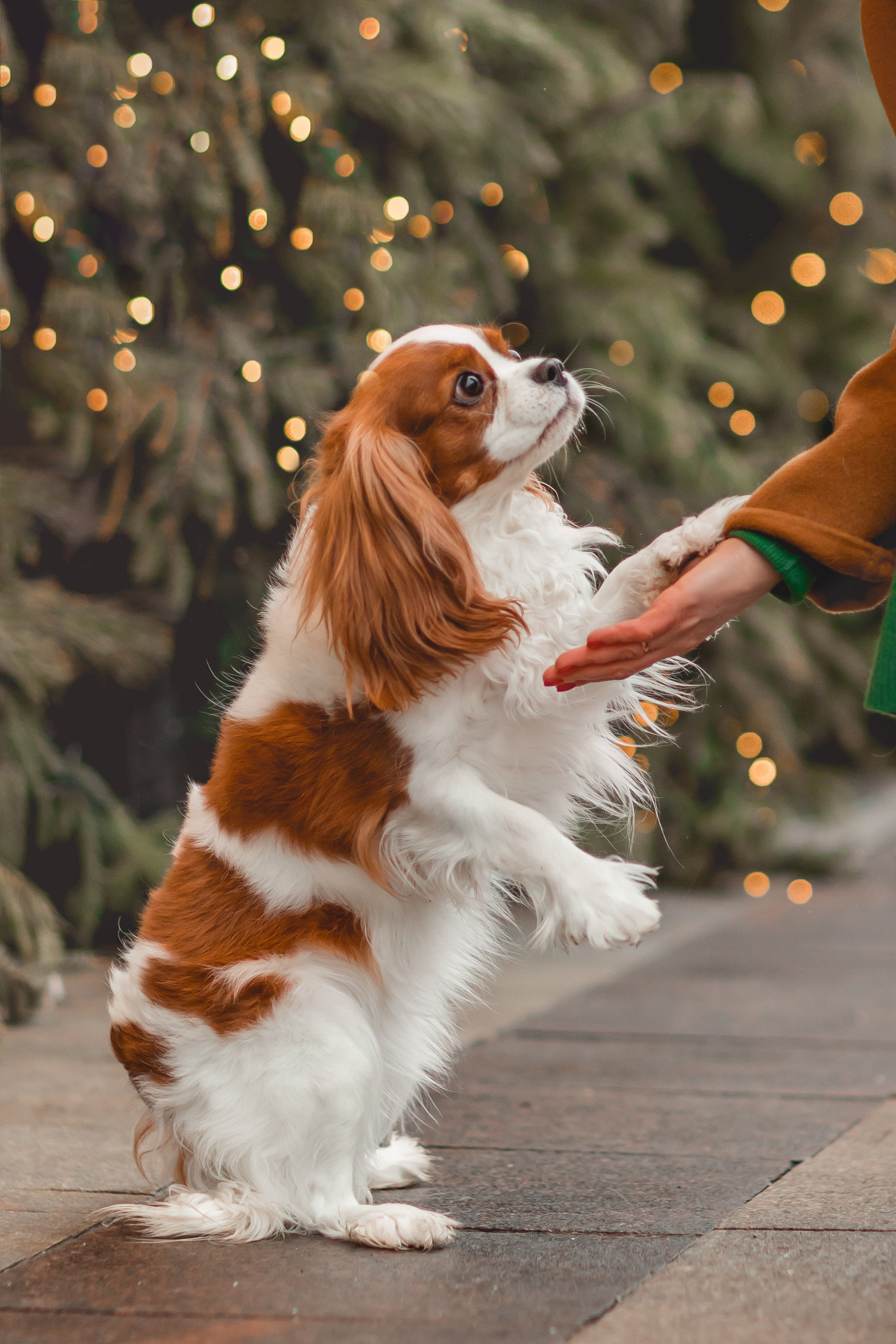 Татьяна и Хэппи. Семейный фотограф анималист Мария Крючкова