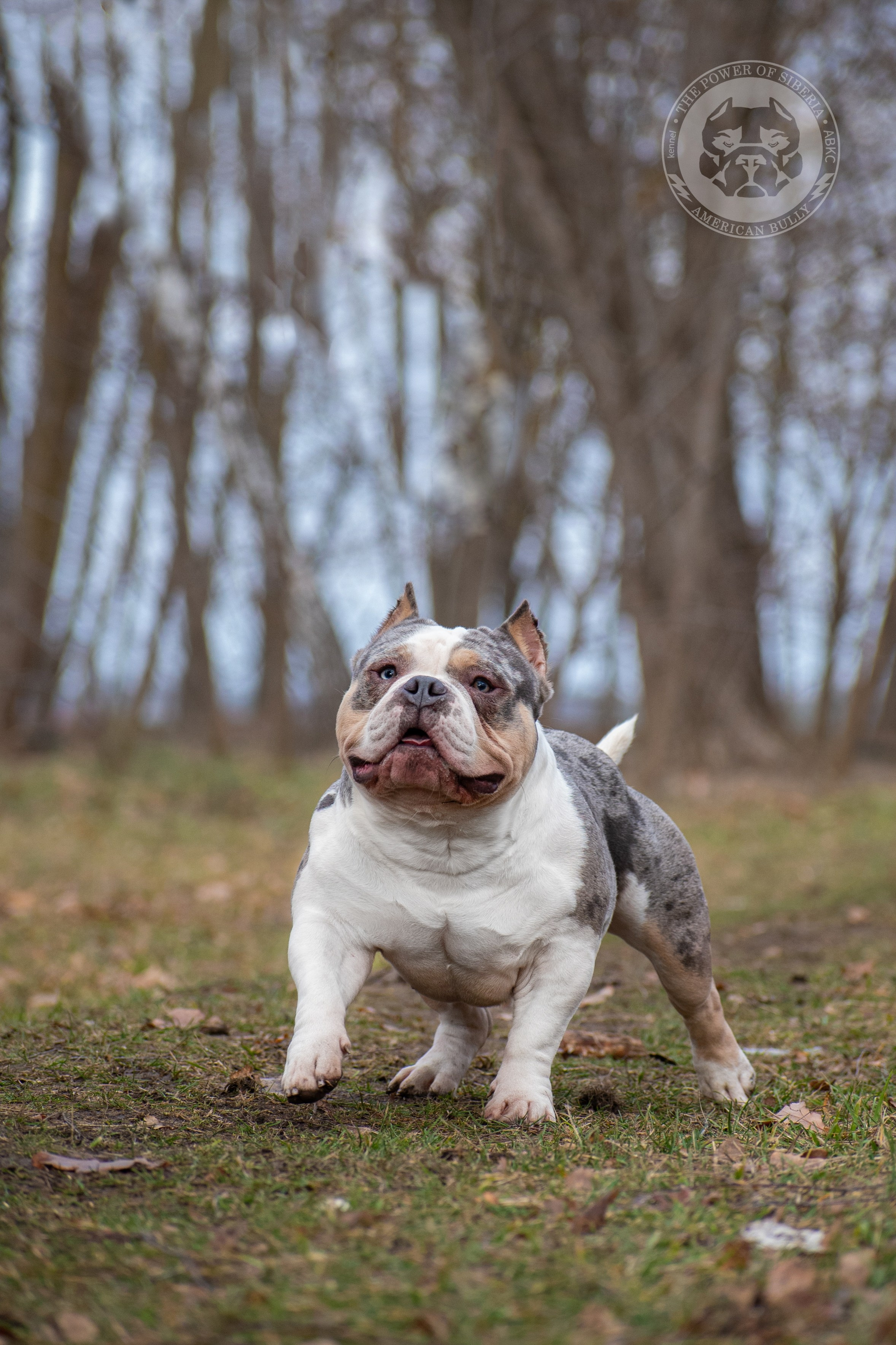 Январские фотографии Каспера (дубль). Американский Булли в г. Ростов-на-Дону. Питомник THE POWER OF SIBERIA